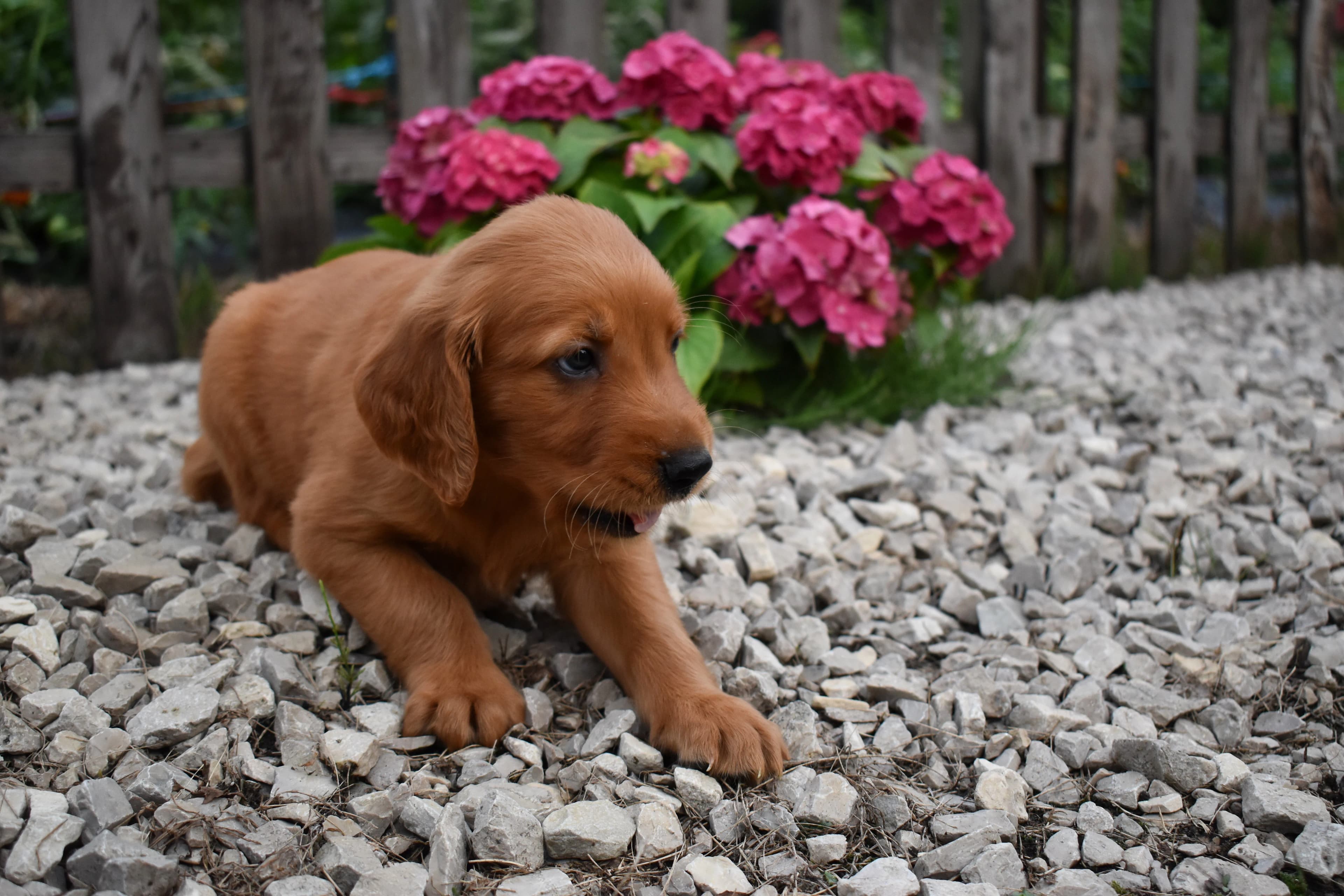 Fitz, Golden Retriever puppy — photo 10
