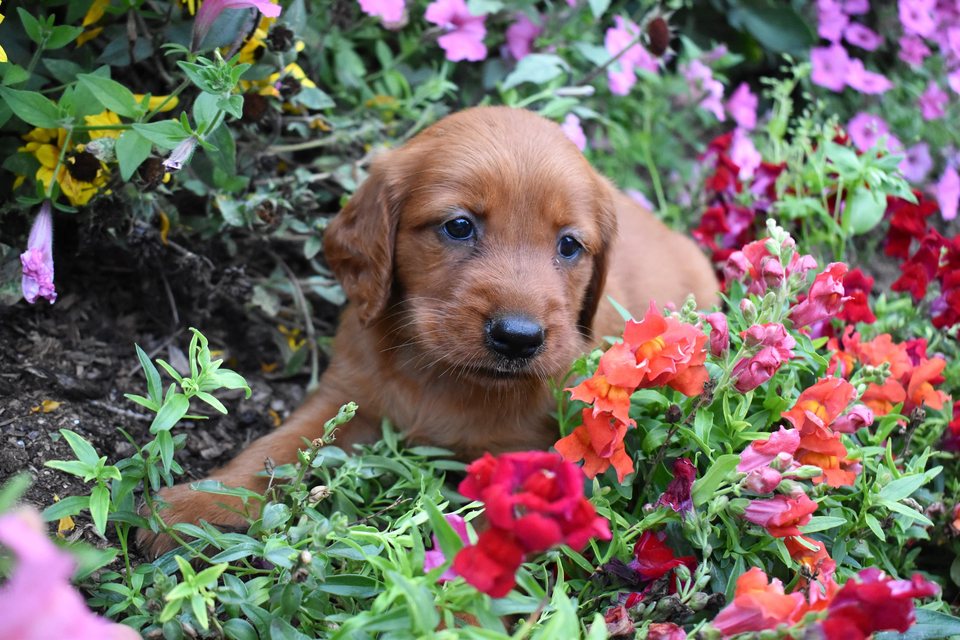 Golden Retriever puppy