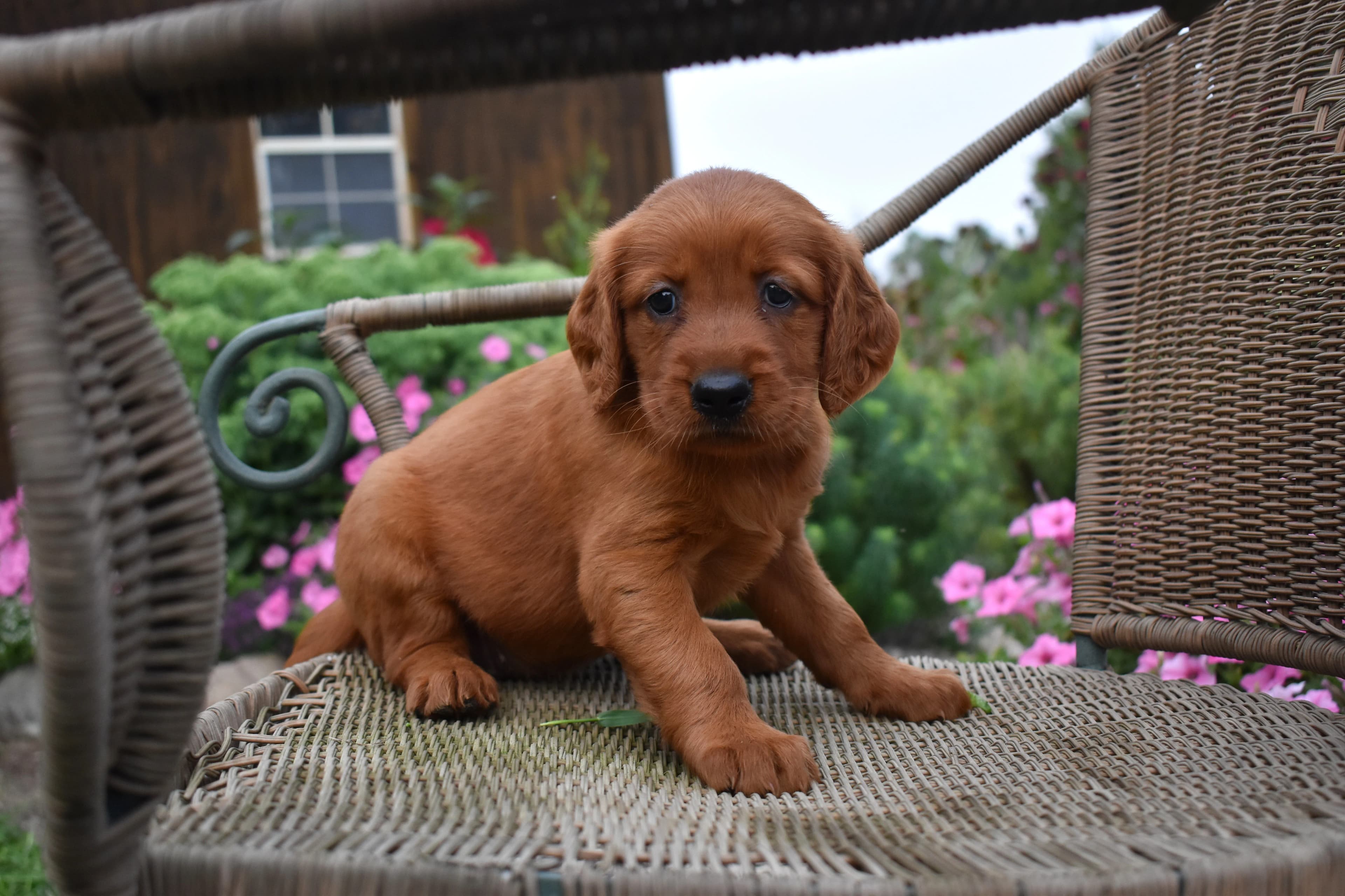 Flossie, Golden Retriever puppy — photo 2