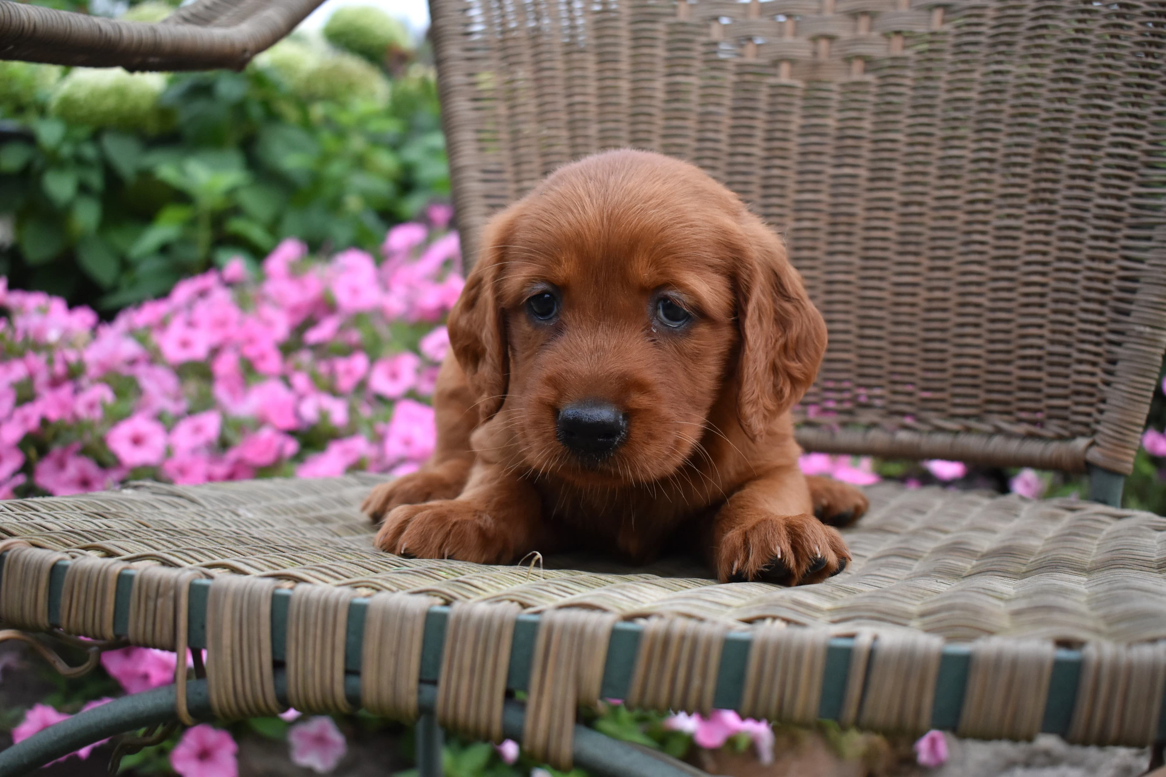 Flossie, Golden Retriever puppy — photo 3