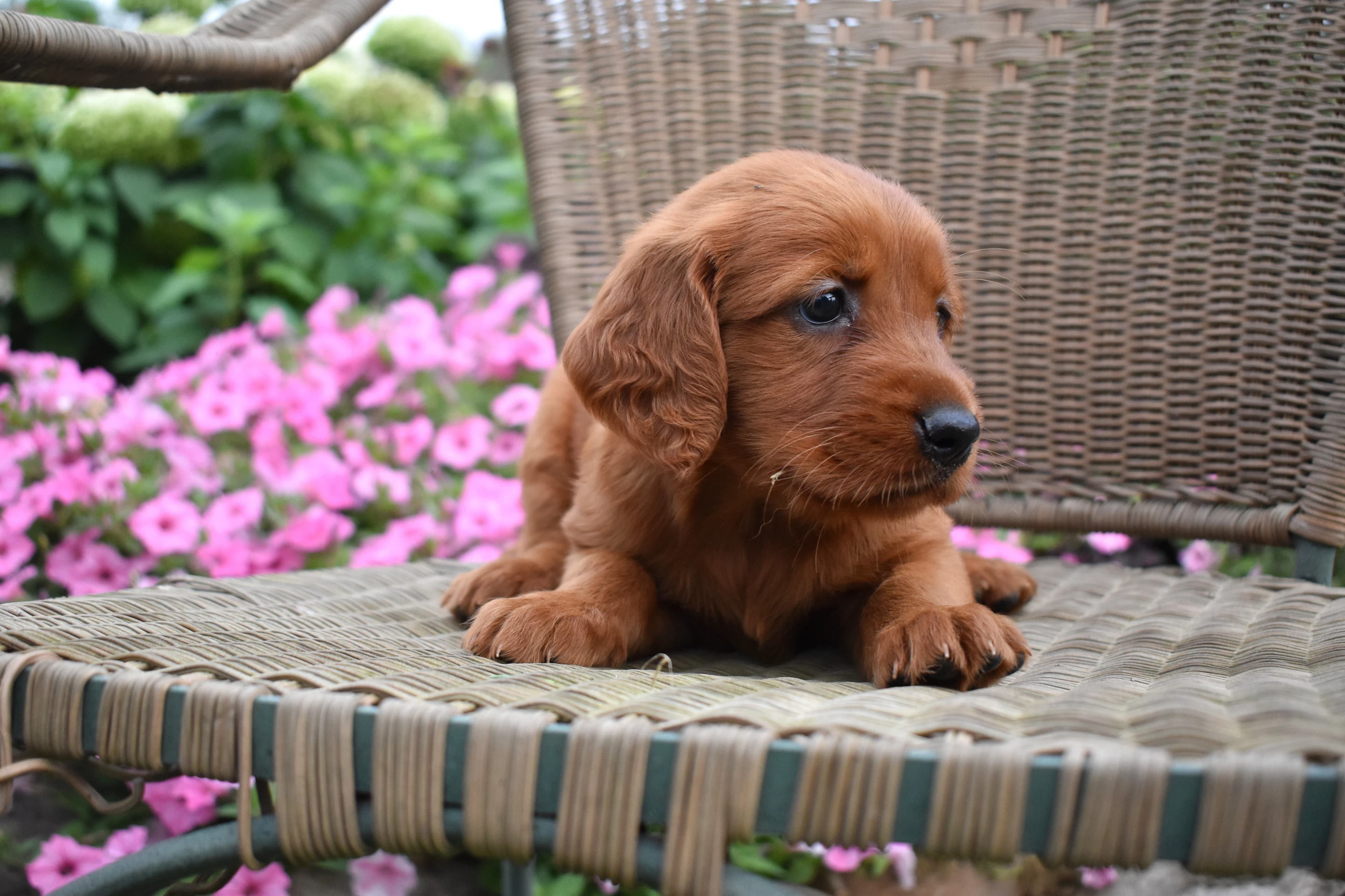 Flossie, Golden Retriever puppy — photo 4