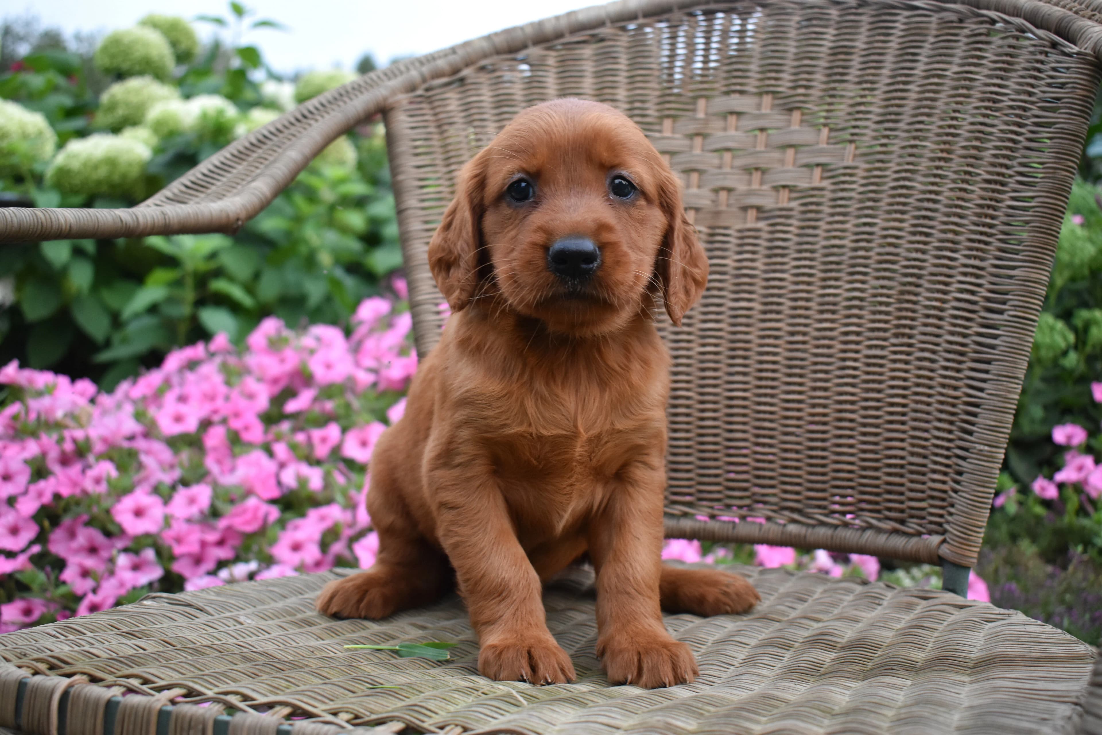 Flossie, Golden Retriever puppy — photo 5