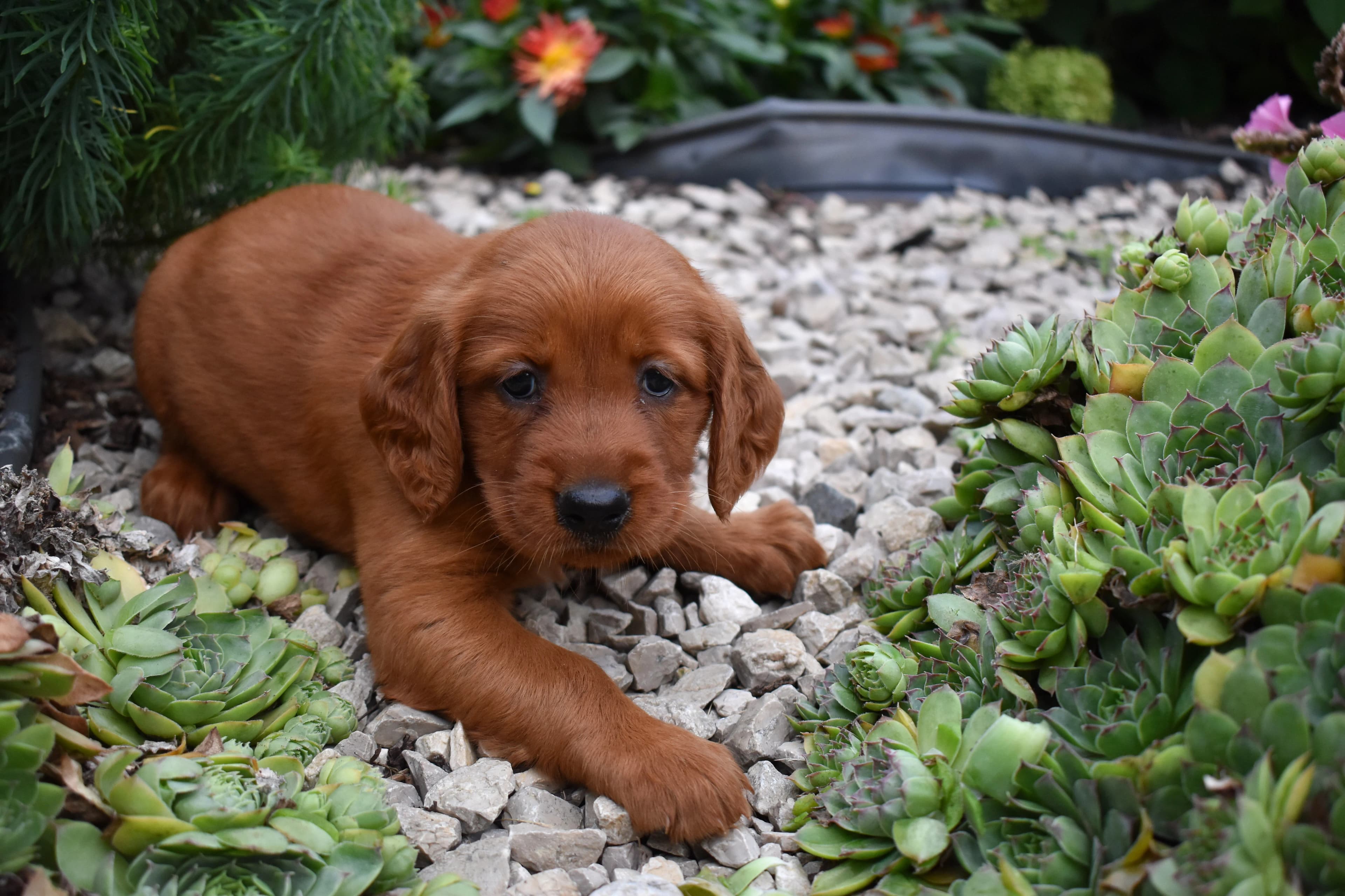 Flossie, Golden Retriever puppy — photo 6