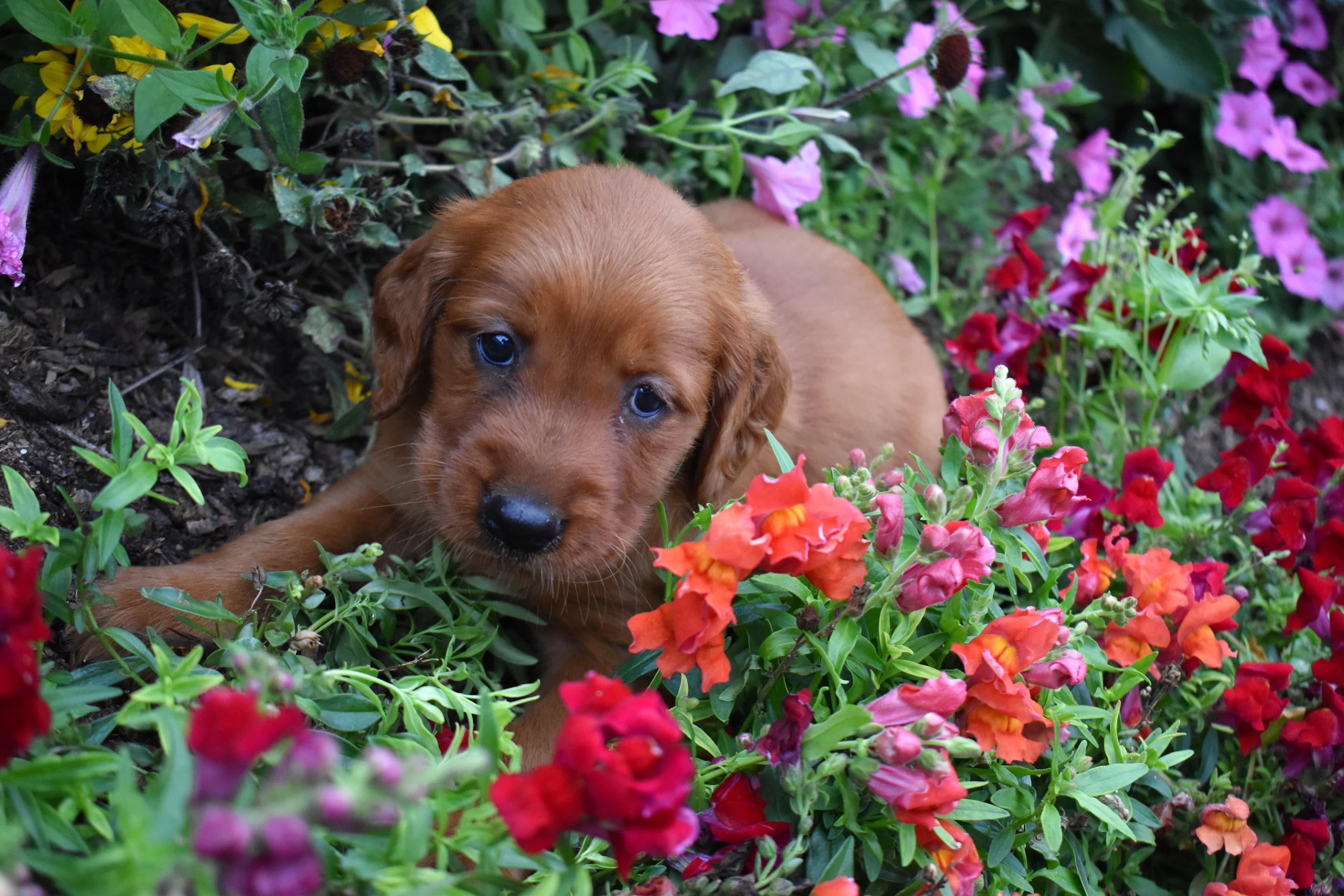 Flossie, Golden Retriever puppy — photo 7