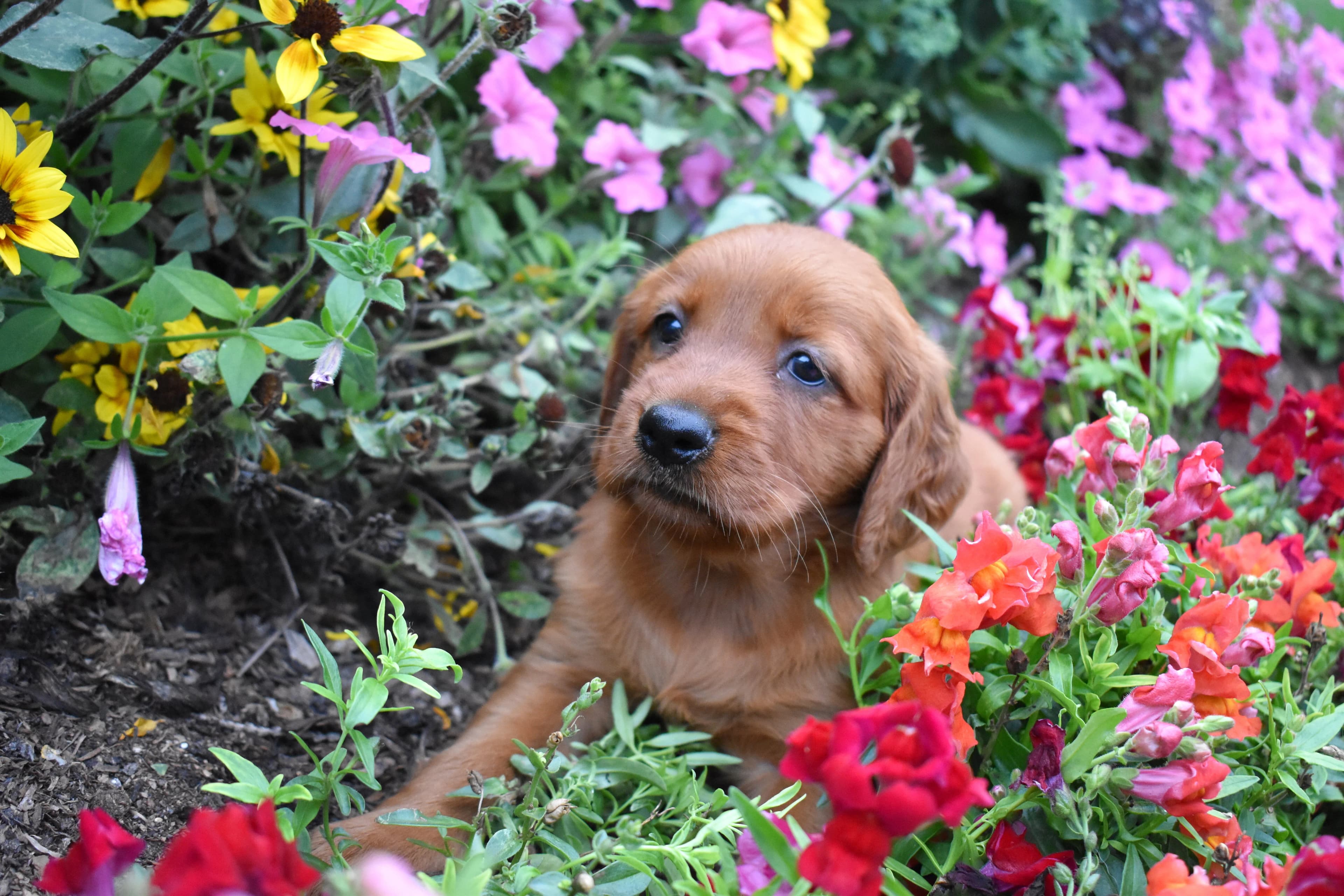 Flossie, Golden Retriever puppy — photo 8