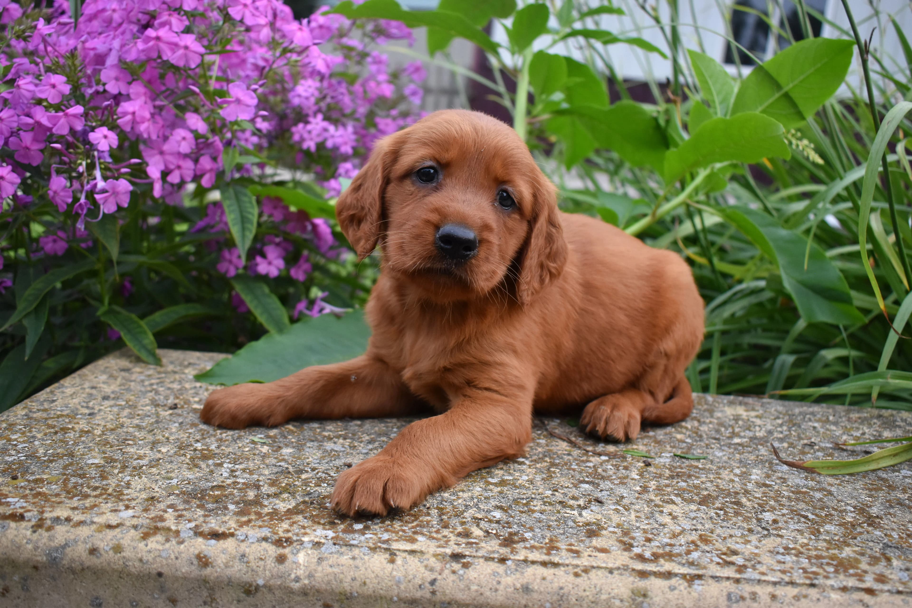 Flossie, Golden Retriever puppy — photo 9