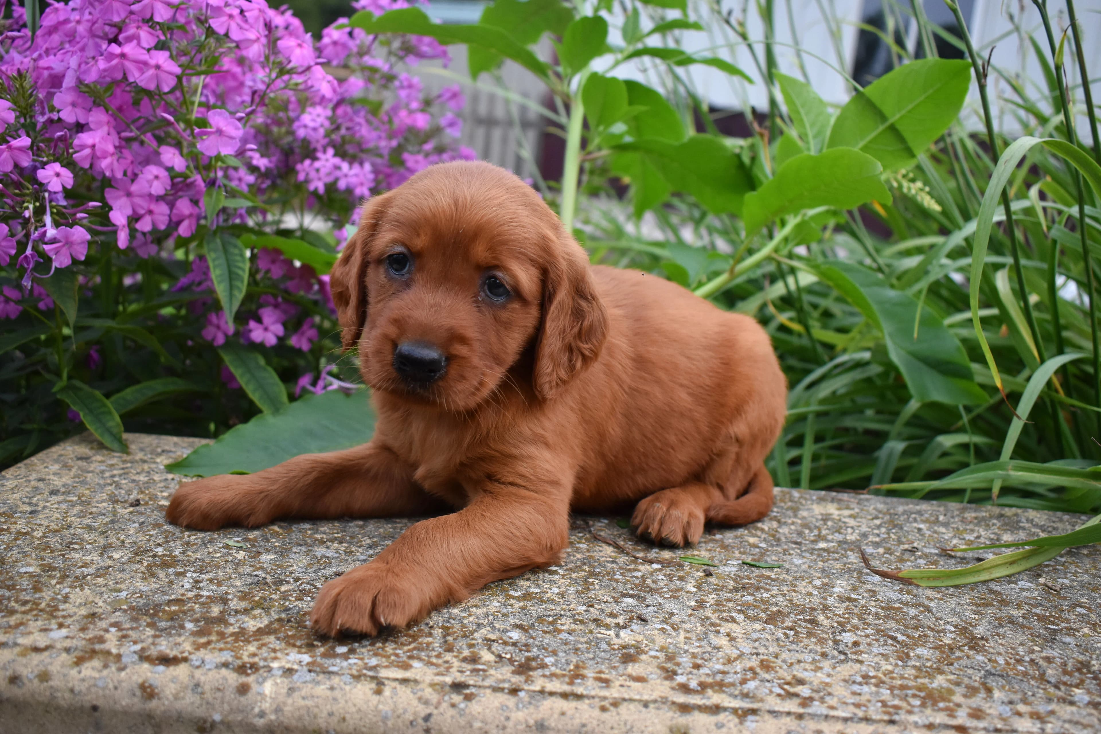 Flossie, Golden Retriever puppy — photo 10