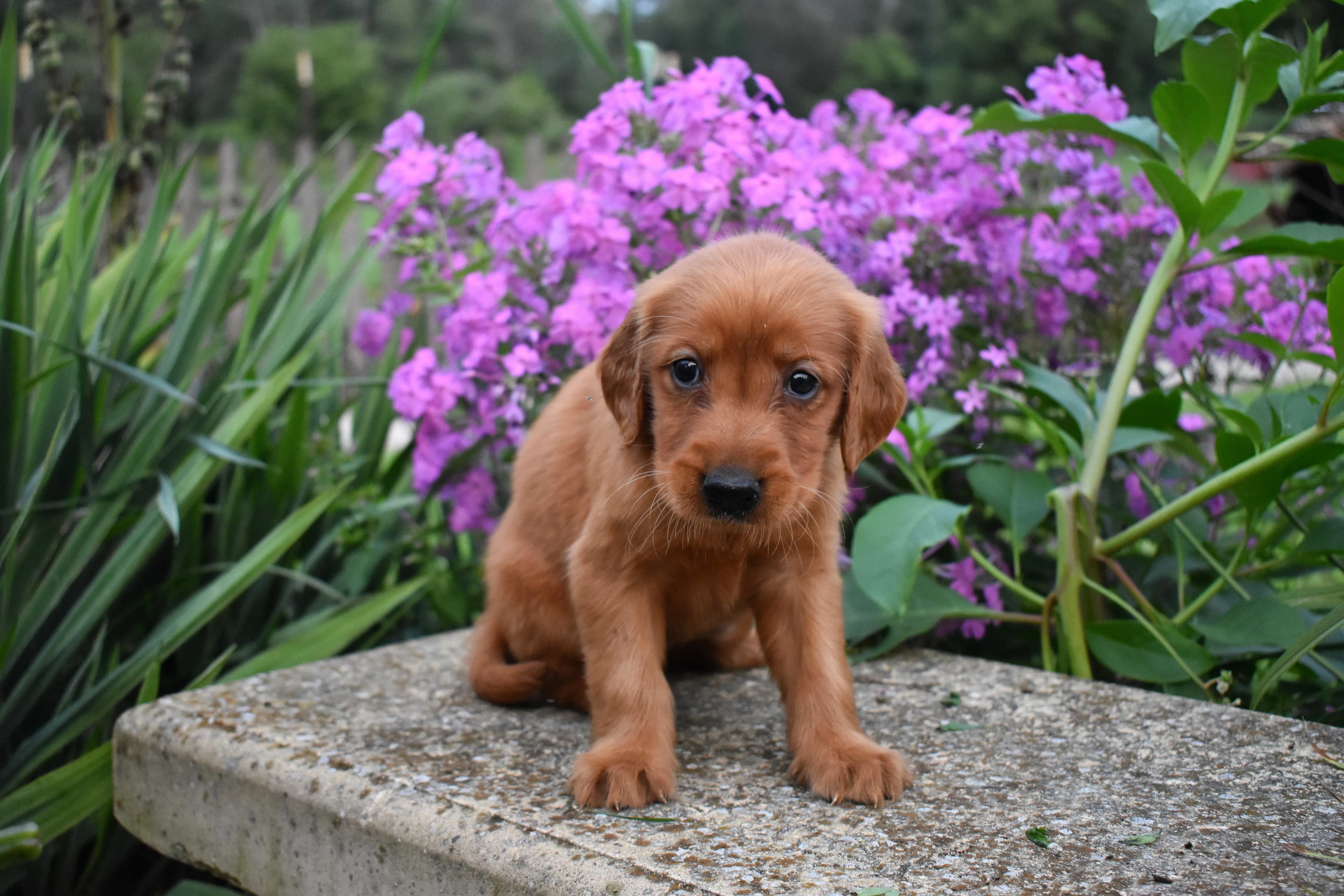 Golden Retriever puppy