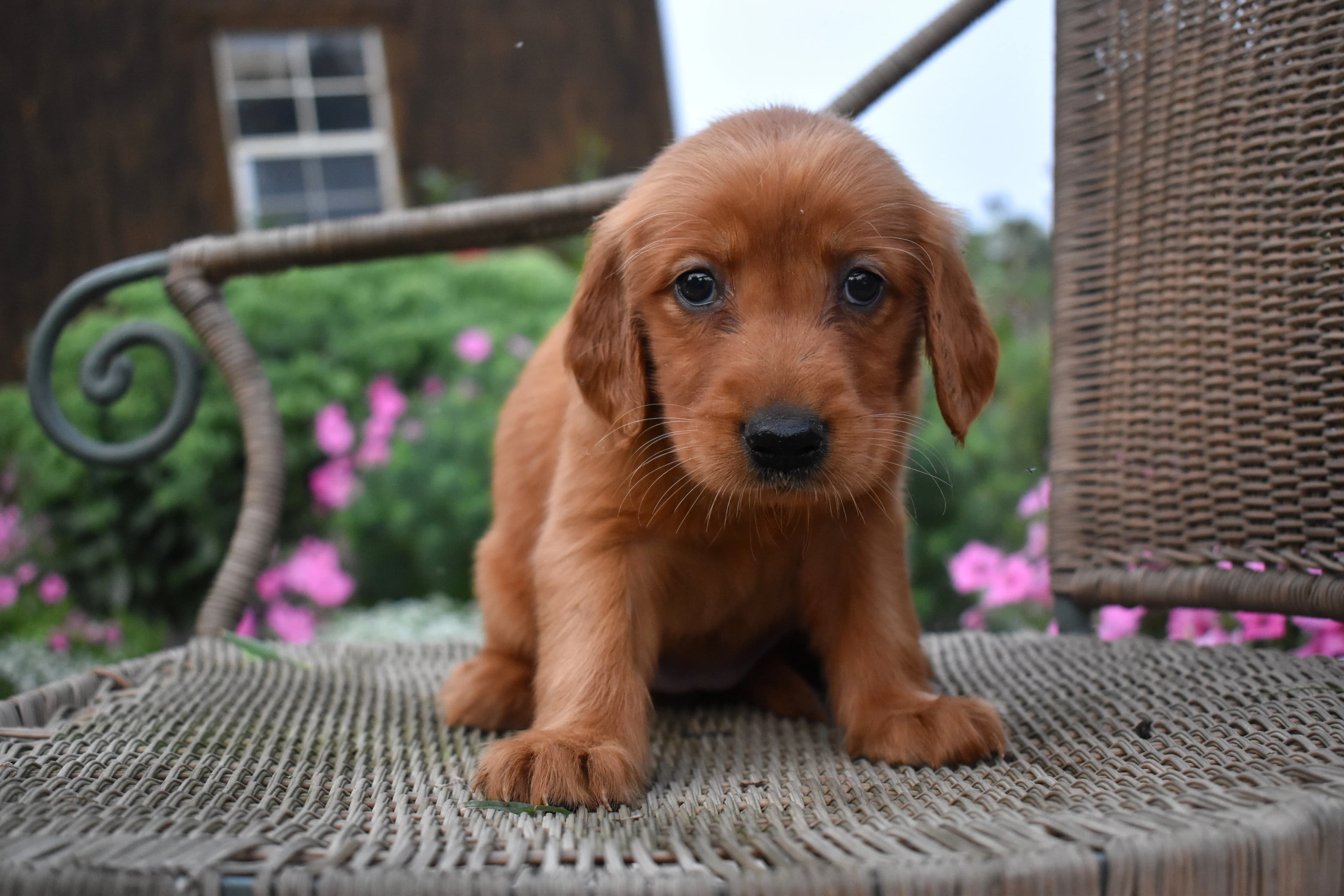Fordham, Golden Retriever puppy — photo 2