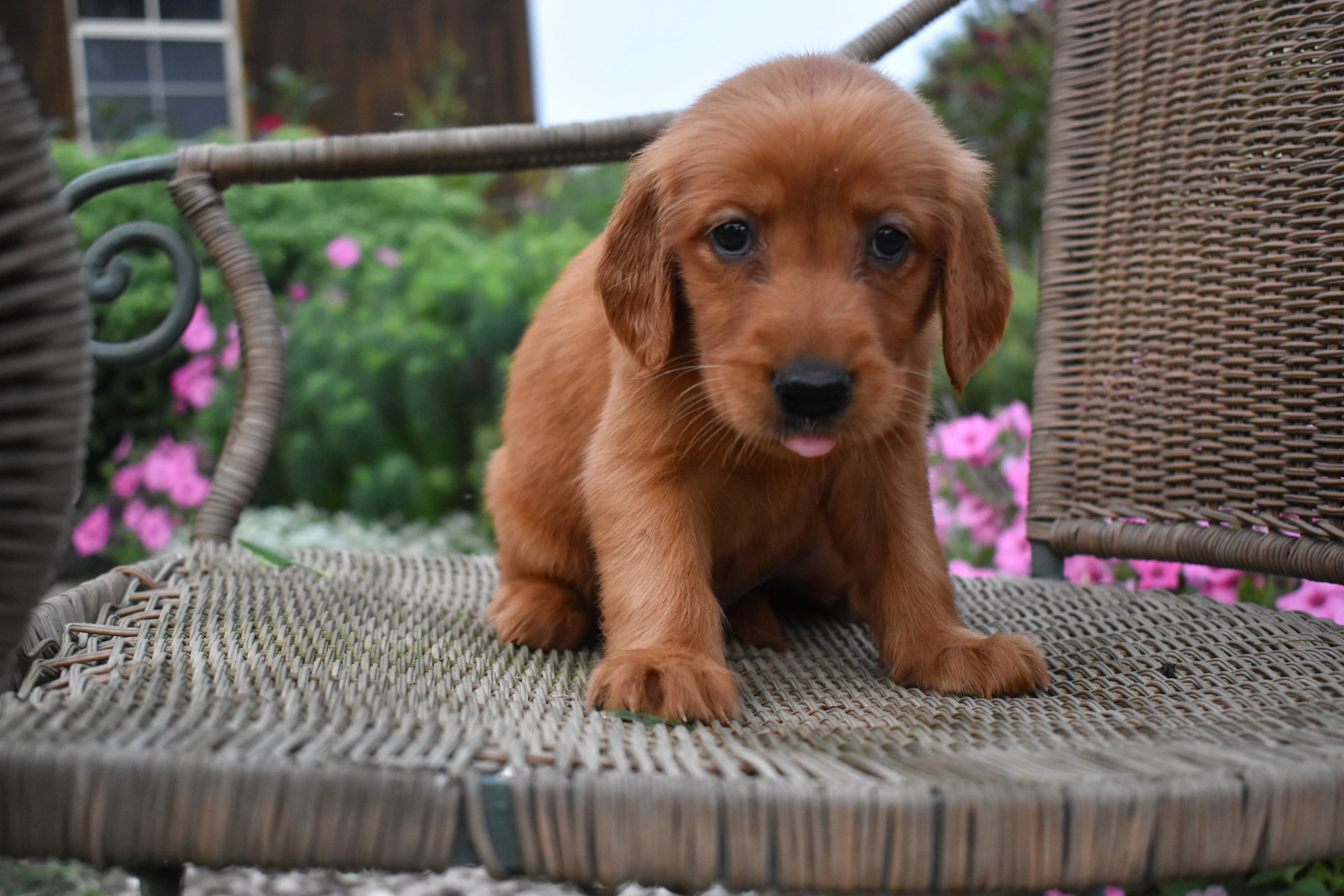 Fordham, Golden Retriever puppy — photo 3