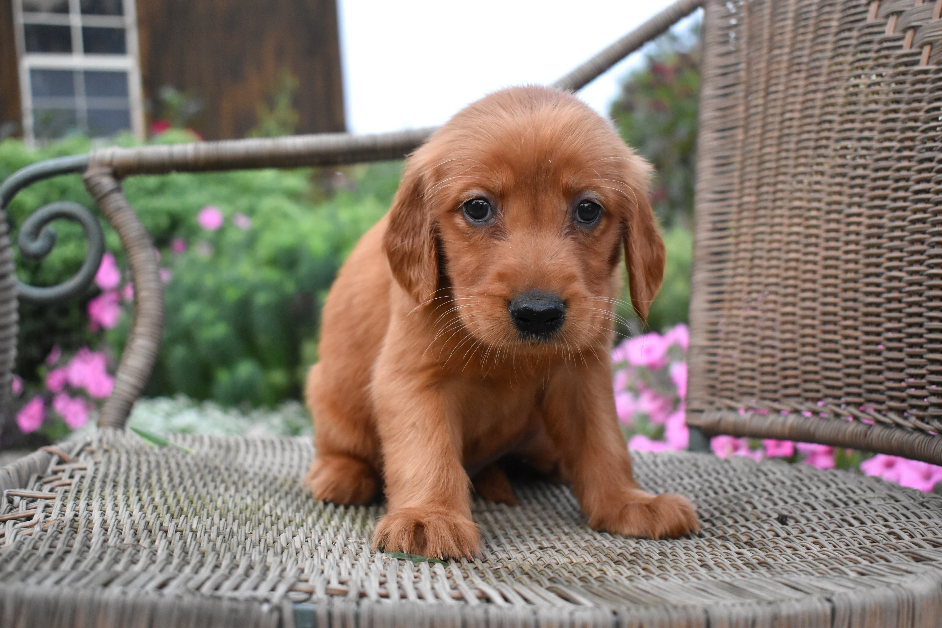 Fordham, Golden Retriever puppy — photo 4