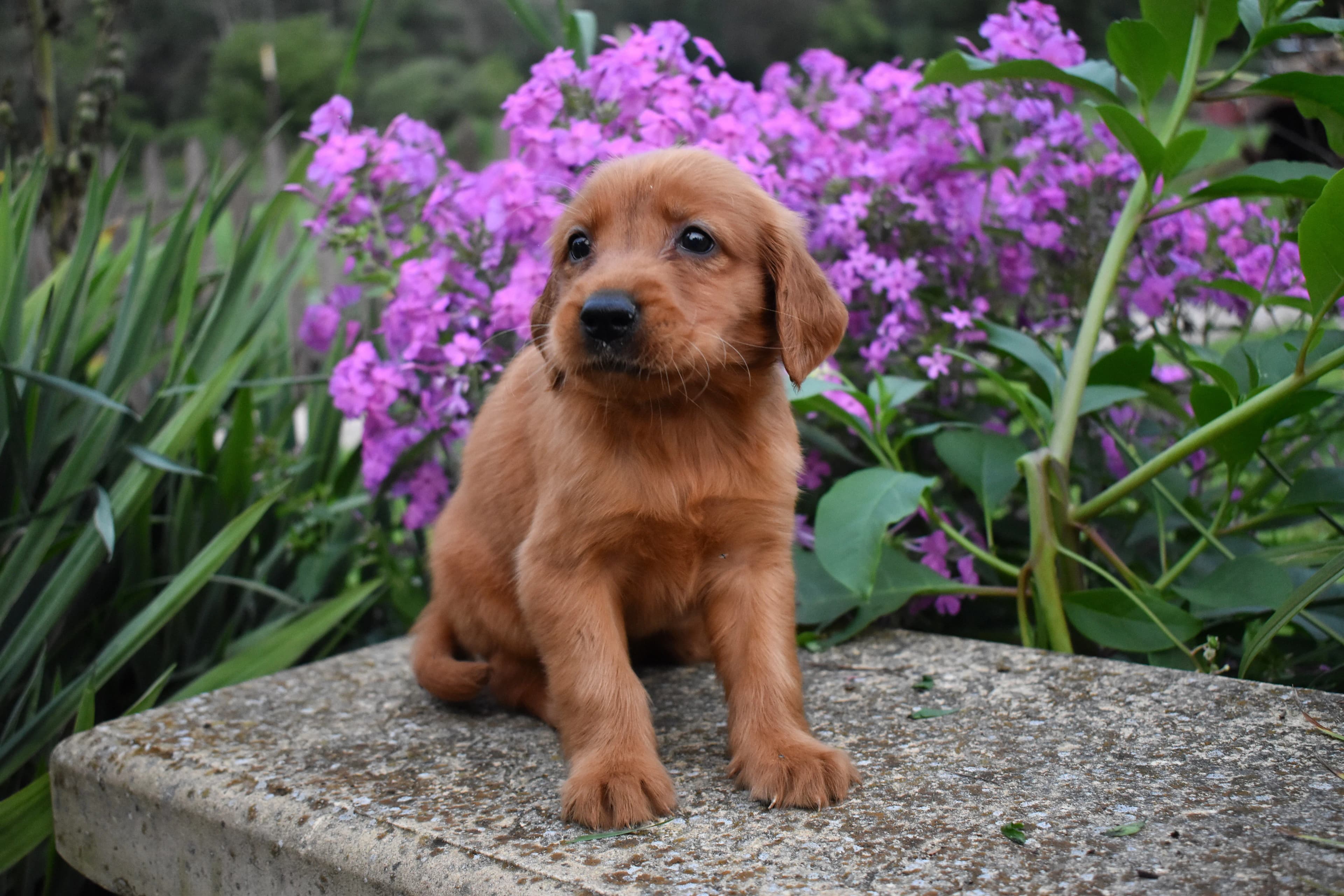Fordham, Golden Retriever puppy — photo 5