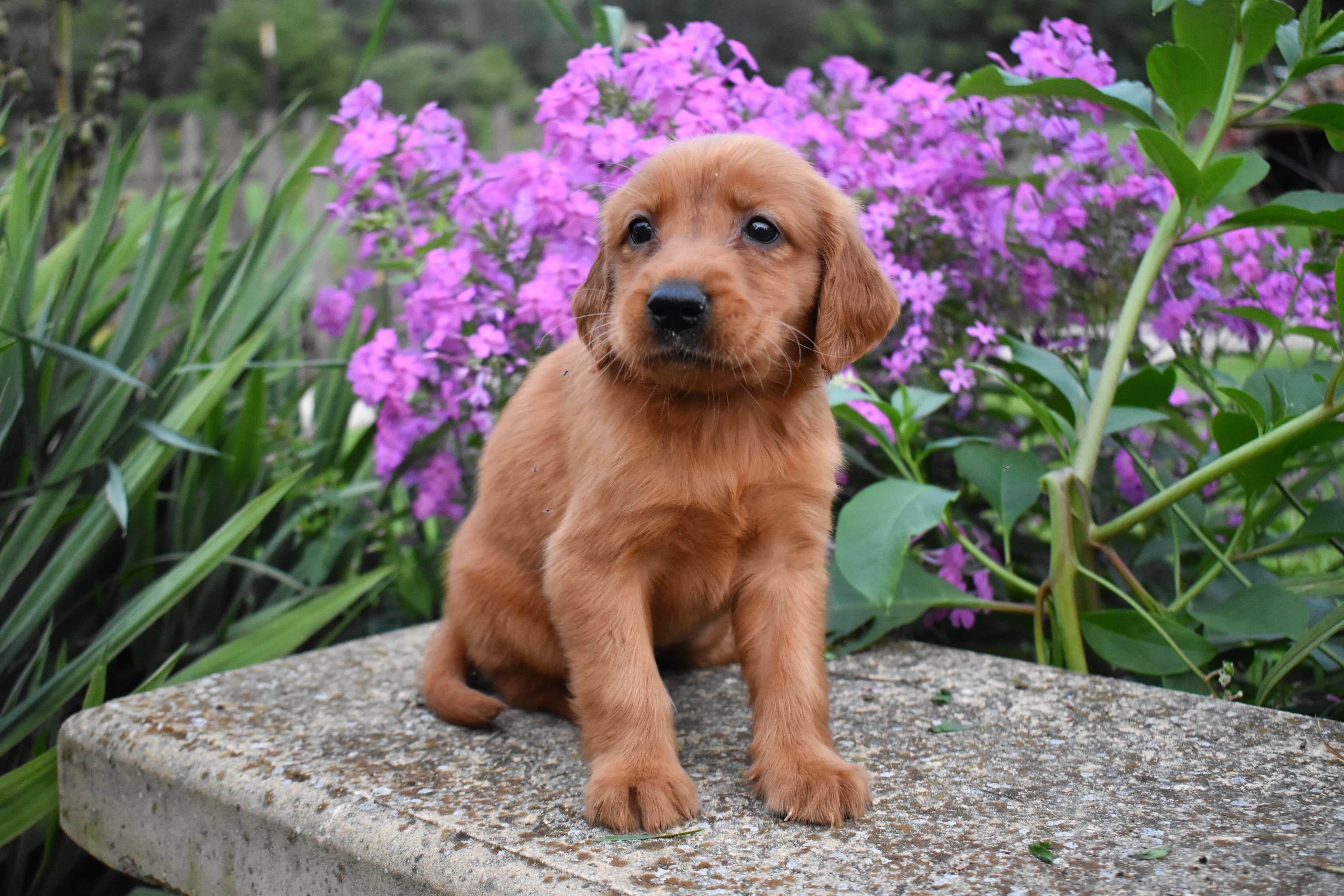 Fordham, Golden Retriever puppy — photo 6