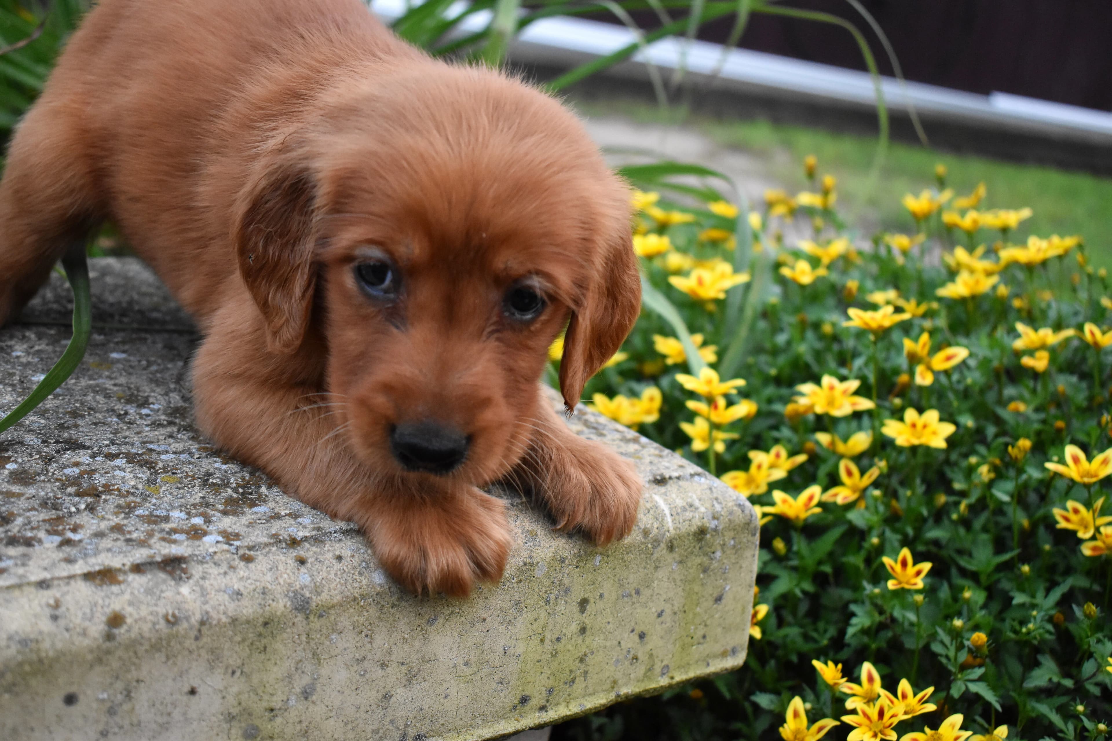 Fordham, Golden Retriever puppy — photo 7