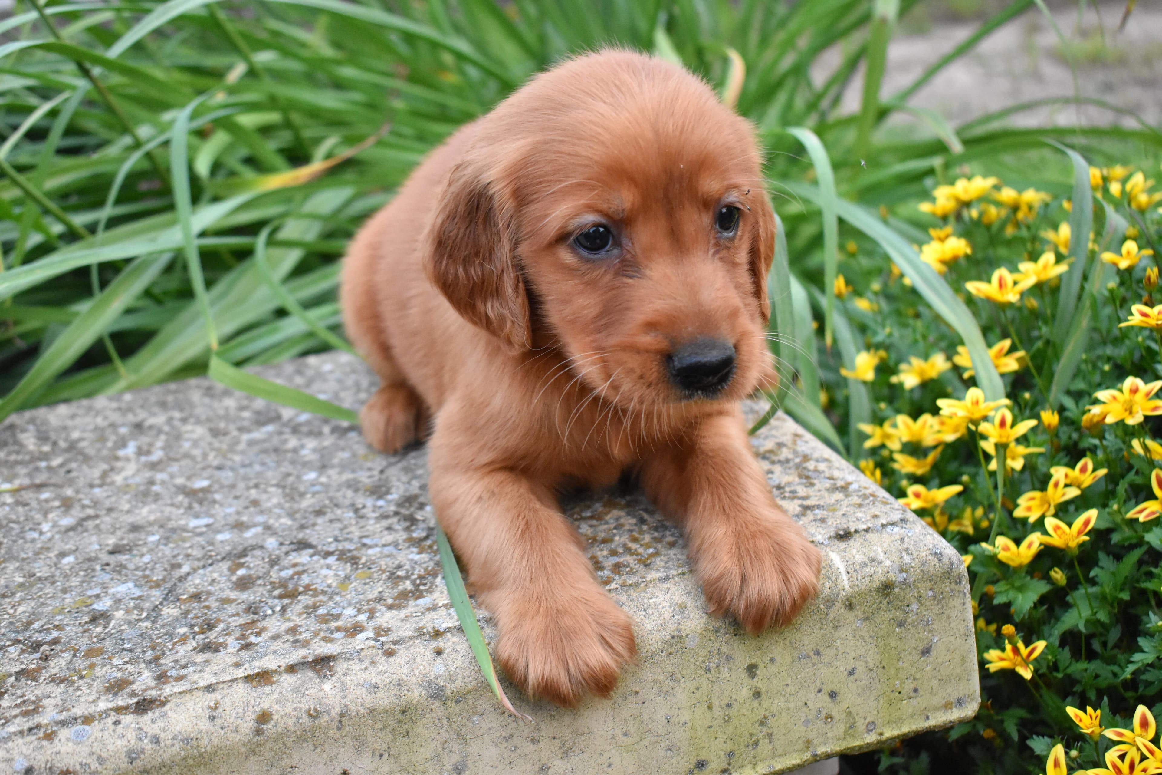 Fordham, Golden Retriever puppy — photo 8
