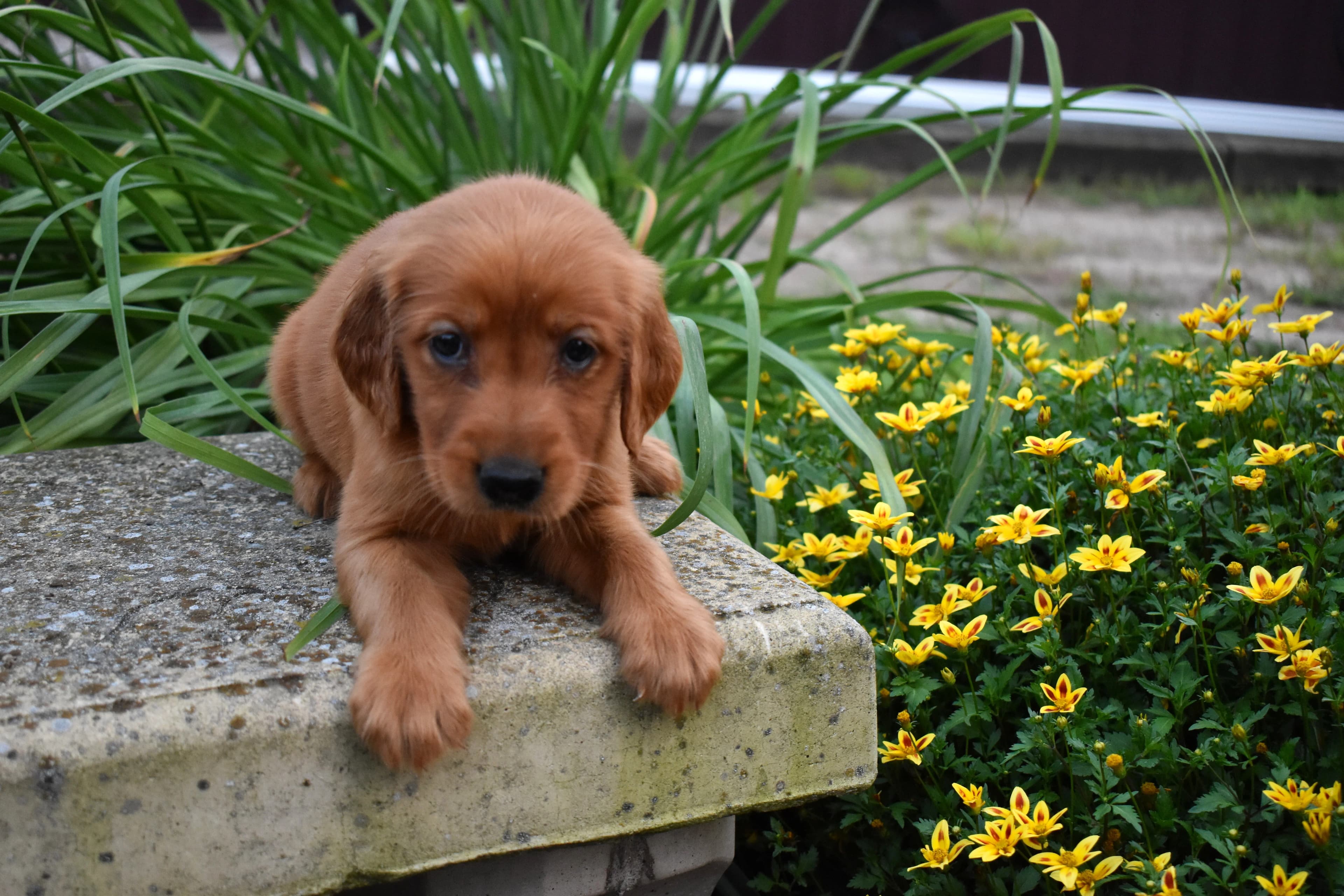 Fordham, Golden Retriever puppy — photo 9