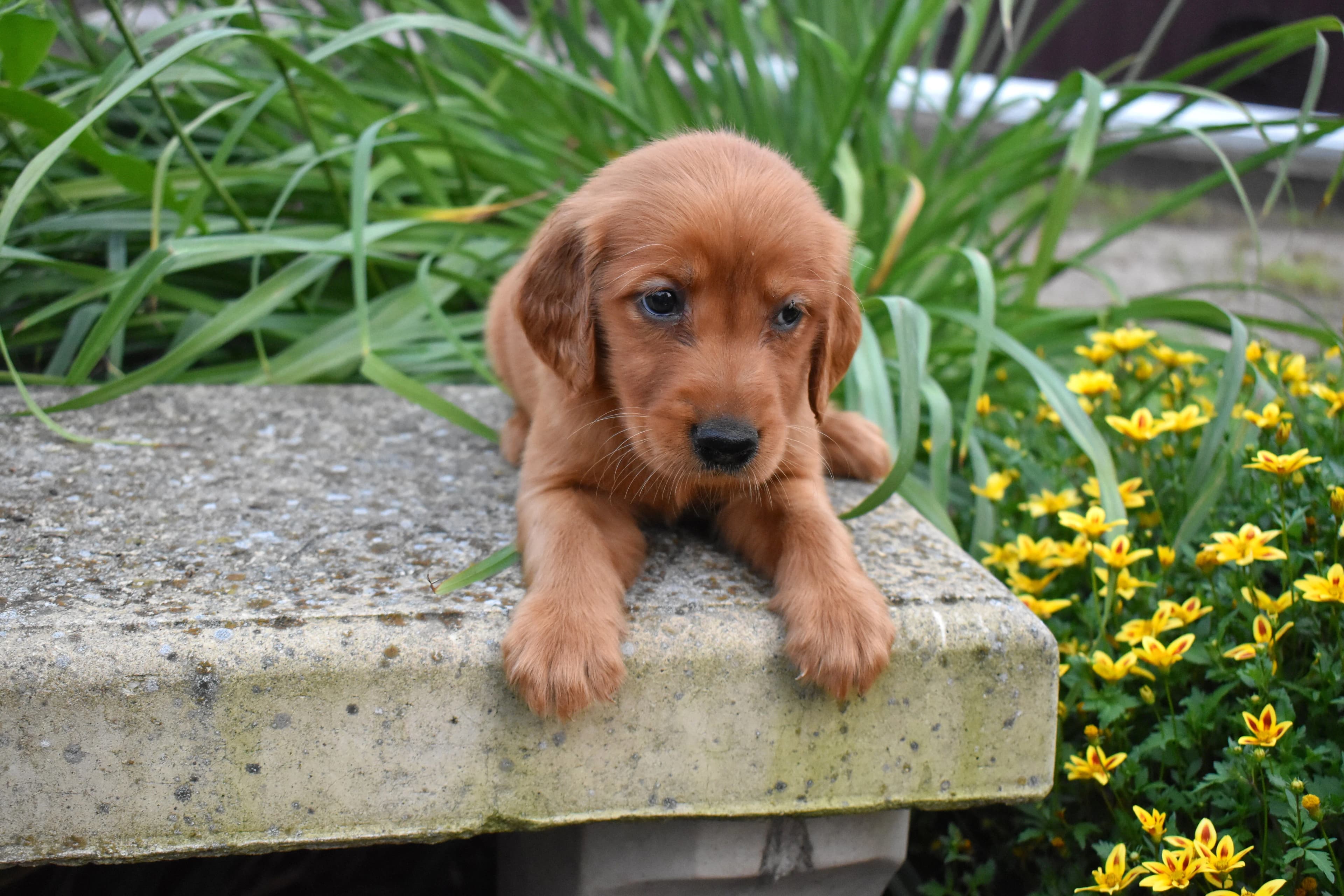 Fordham, Golden Retriever puppy — photo 10