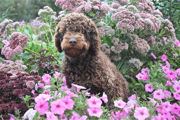 Andy, sire of this litter