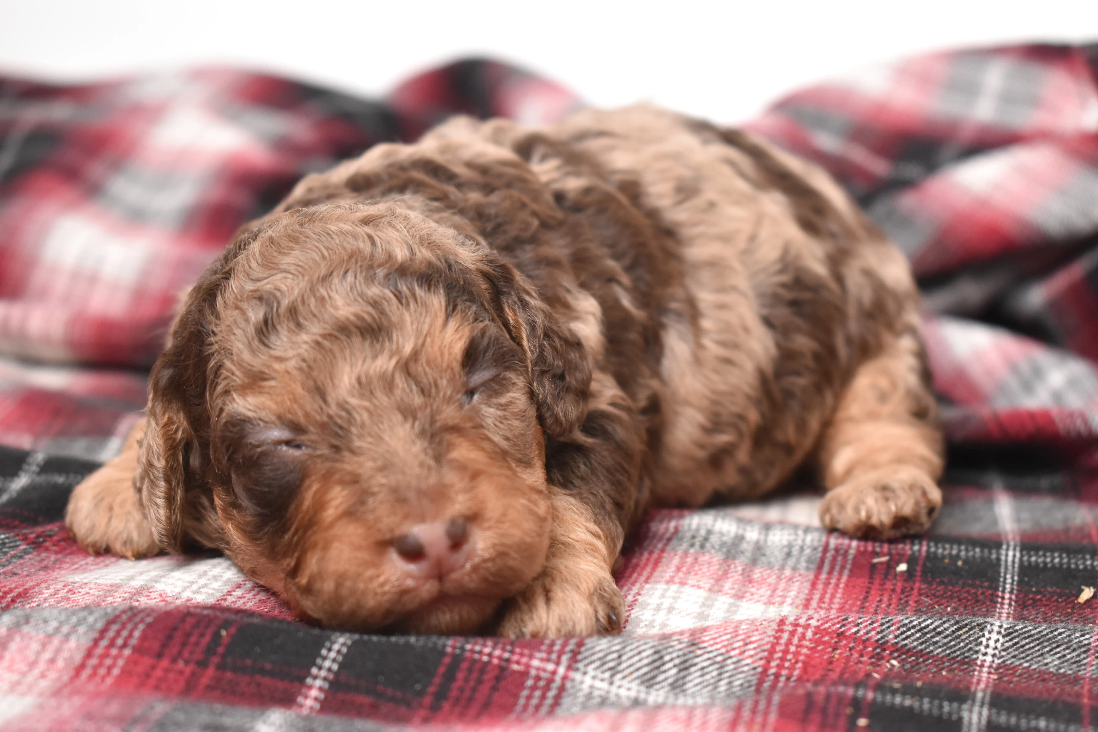 Mini Bernedoodle puppy