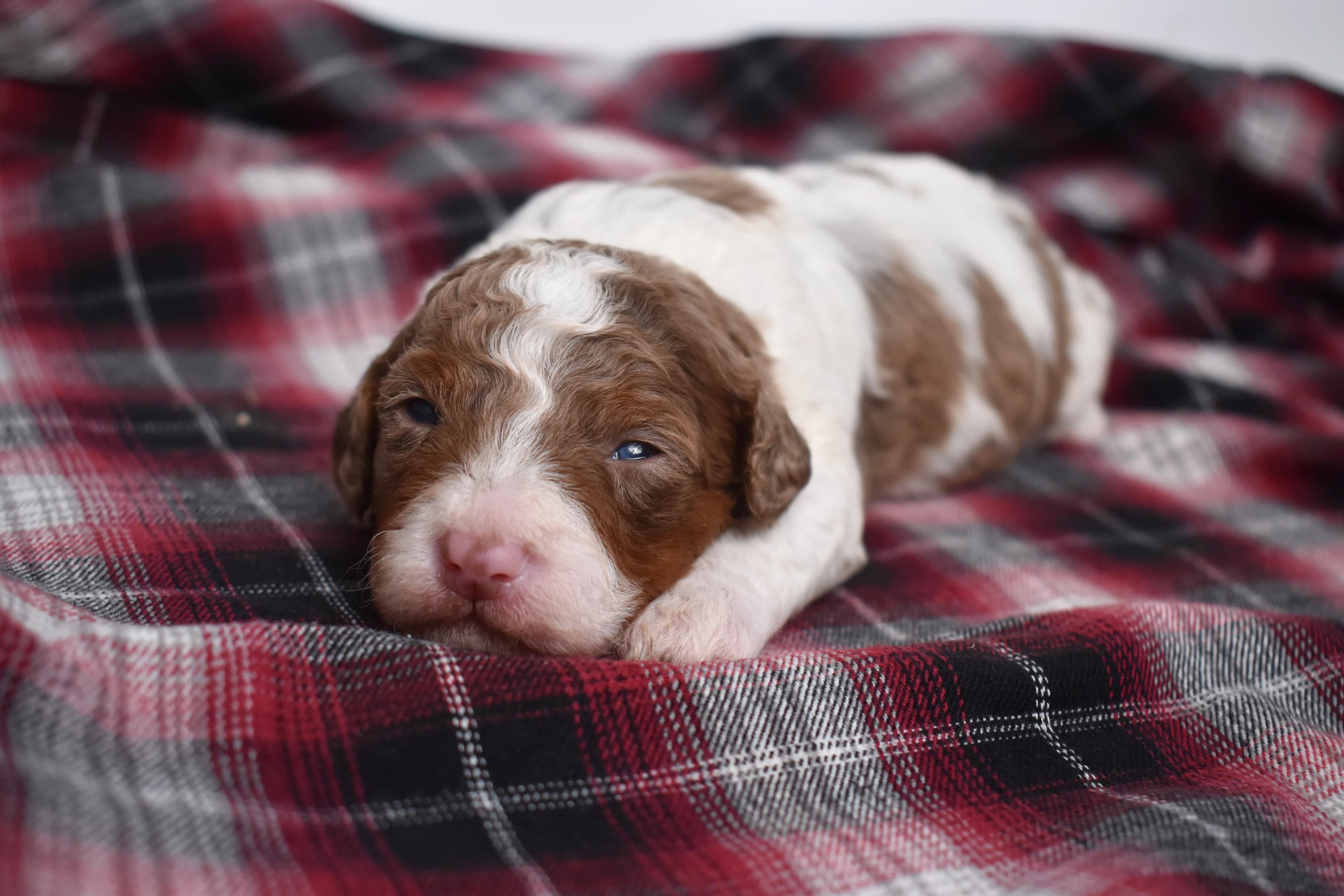 Macklin, Mini Bernedoodle puppy — photo 2