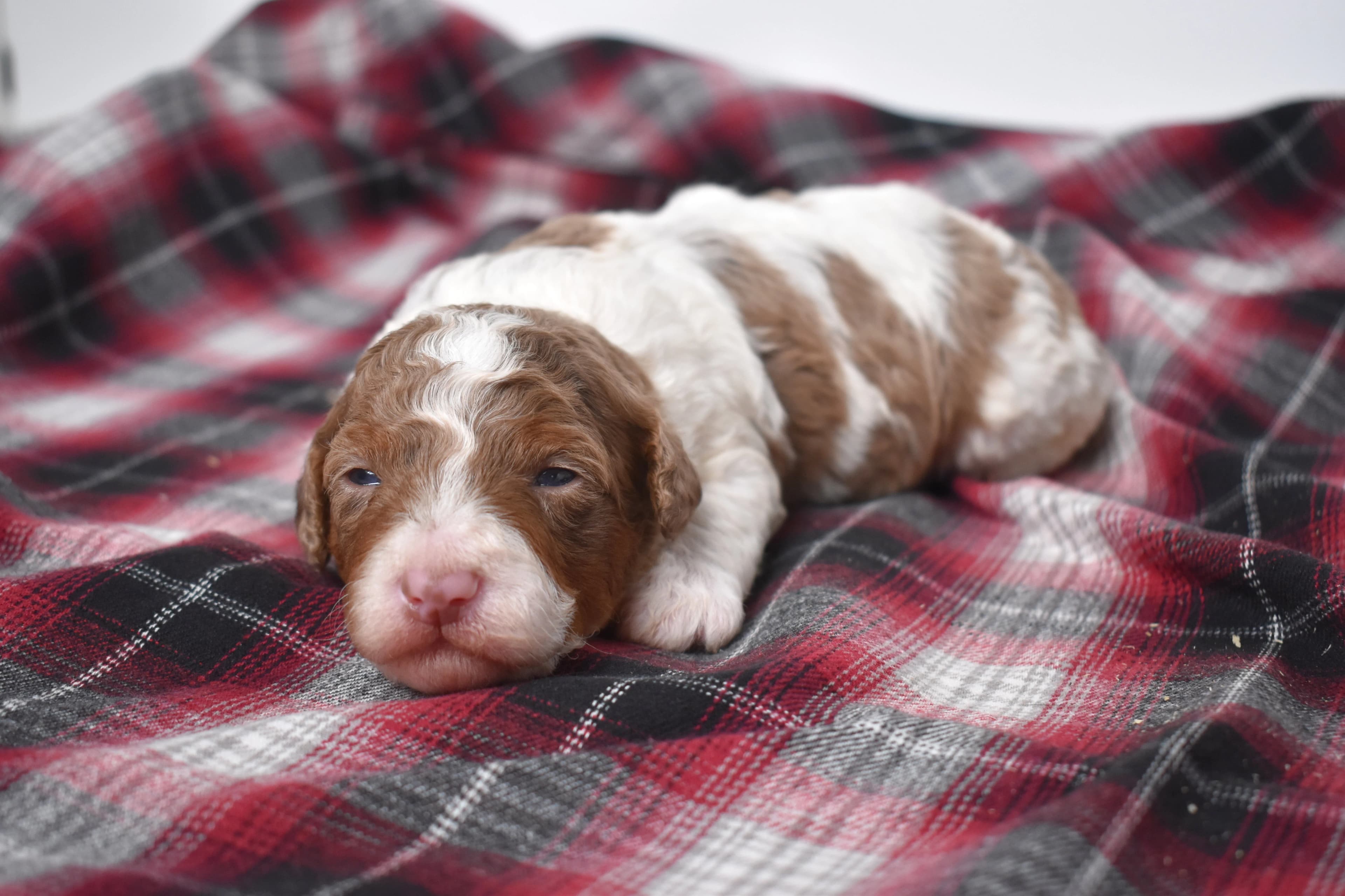 Macklin, Mini Bernedoodle puppy — photo 3