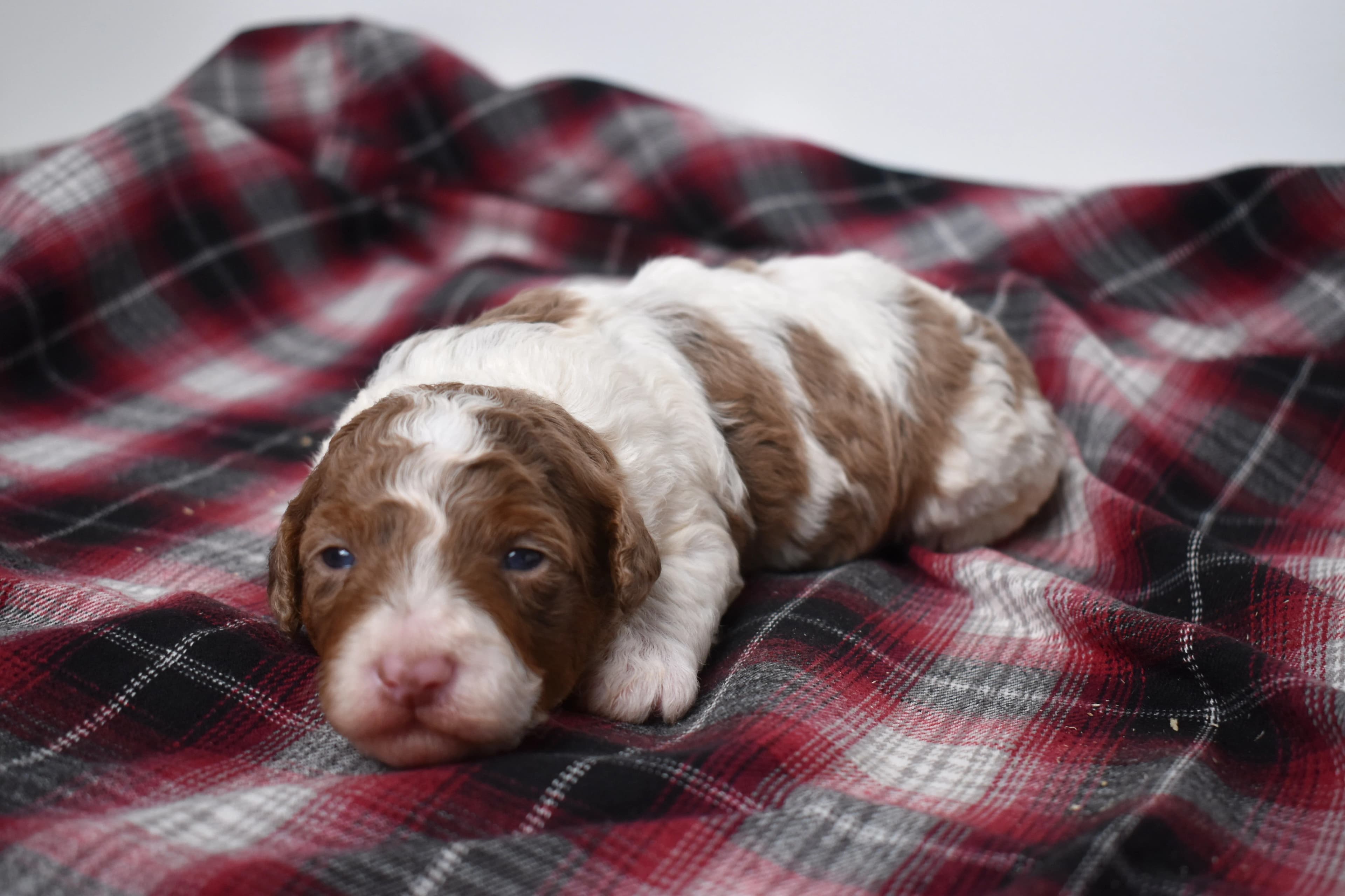 Macklin, Mini Bernedoodle puppy — photo 4