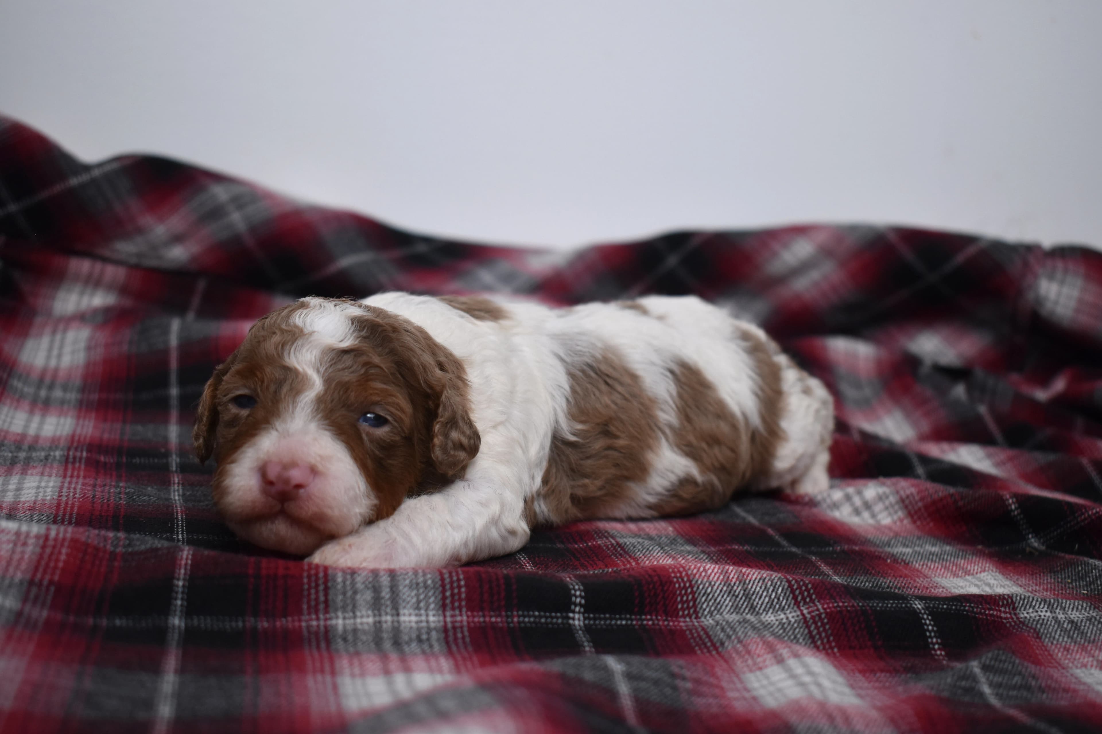 Macklin, Mini Bernedoodle puppy — photo 5