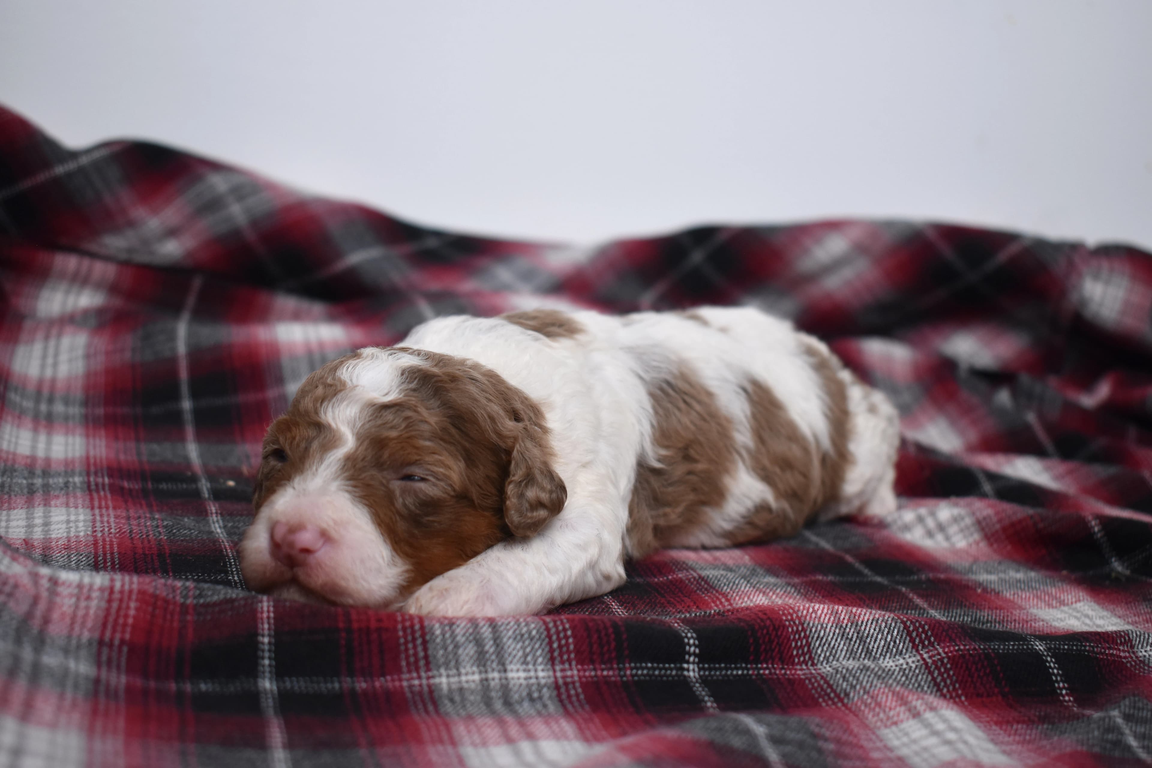 Macklin, Mini Bernedoodle puppy — photo 6