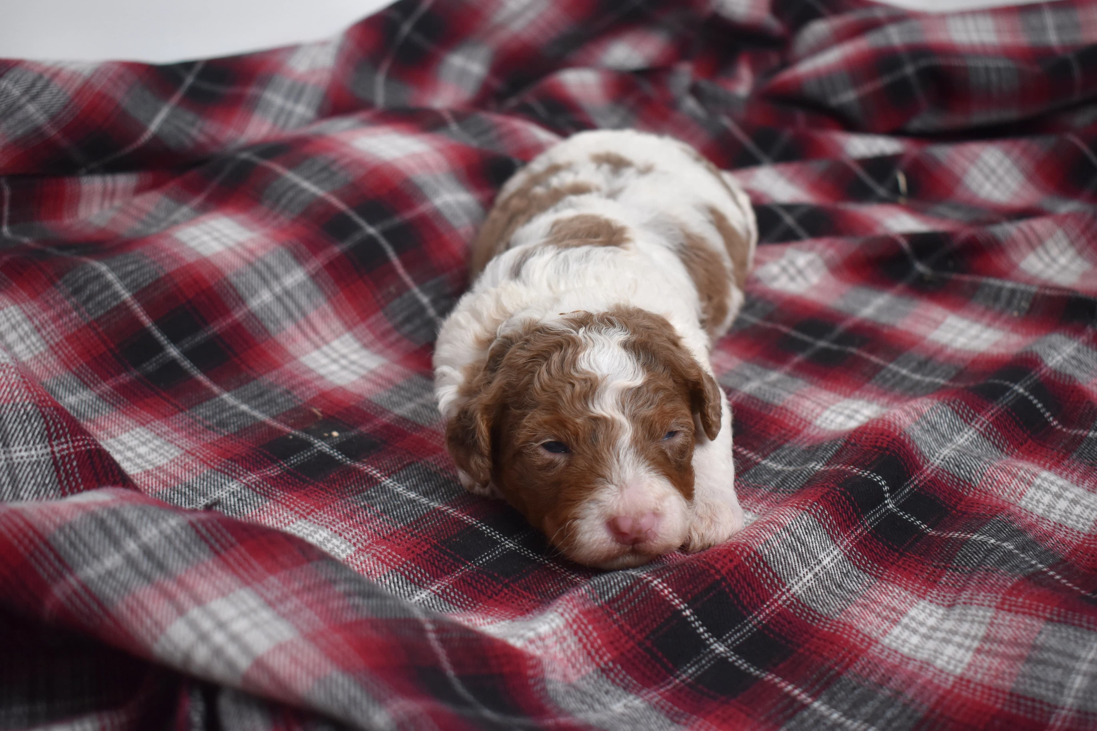Macklin, Mini Bernedoodle puppy — photo 8