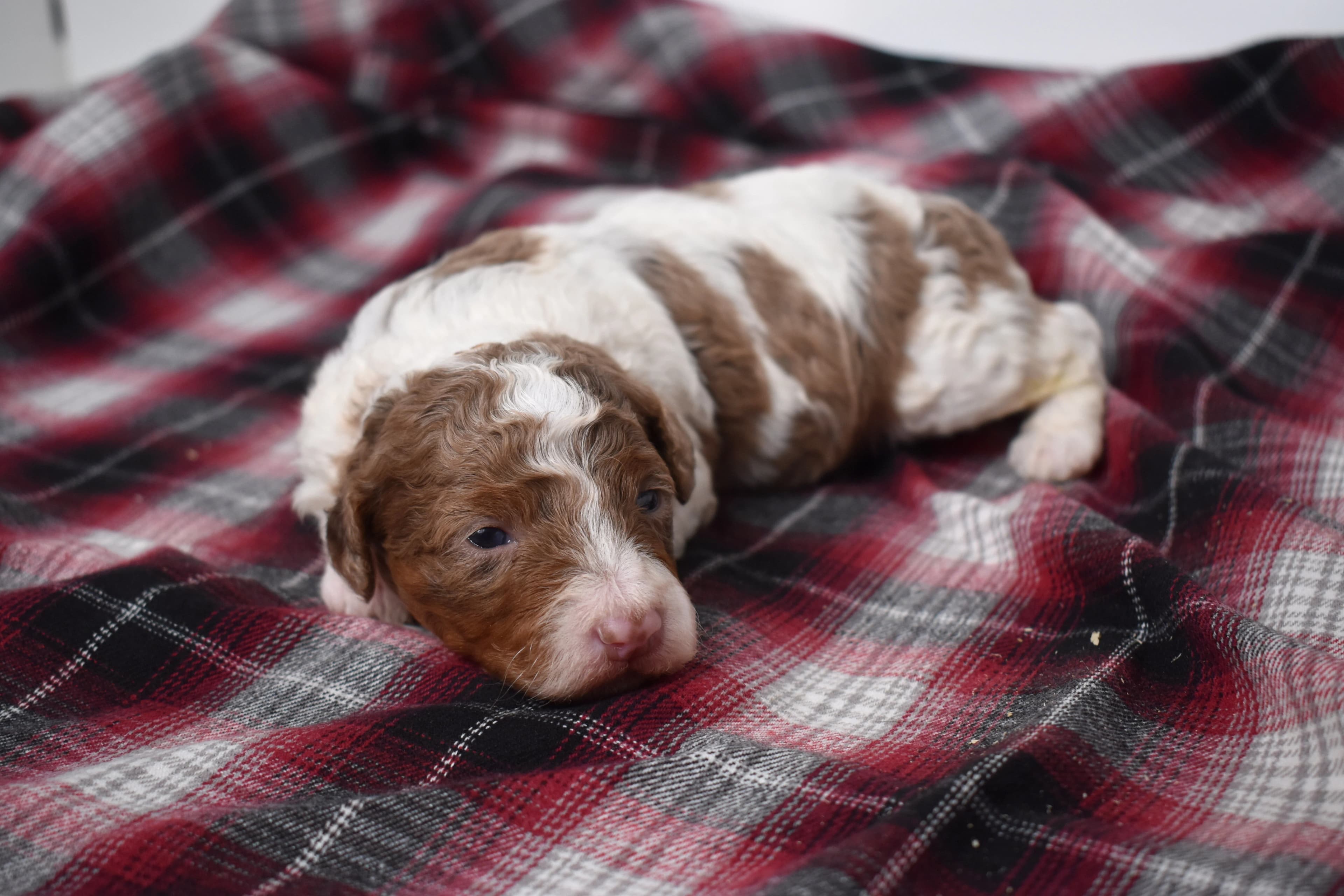 Macklin, Mini Bernedoodle puppy — photo 9