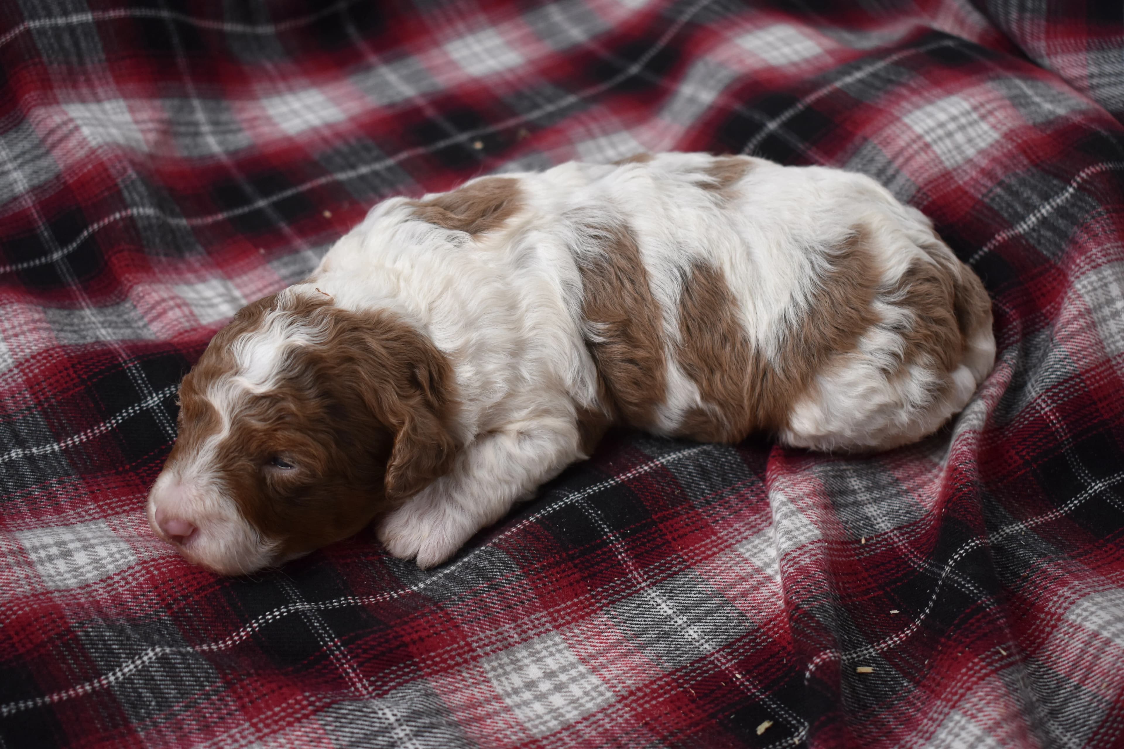 Macklin, Mini Bernedoodle puppy — photo 10
