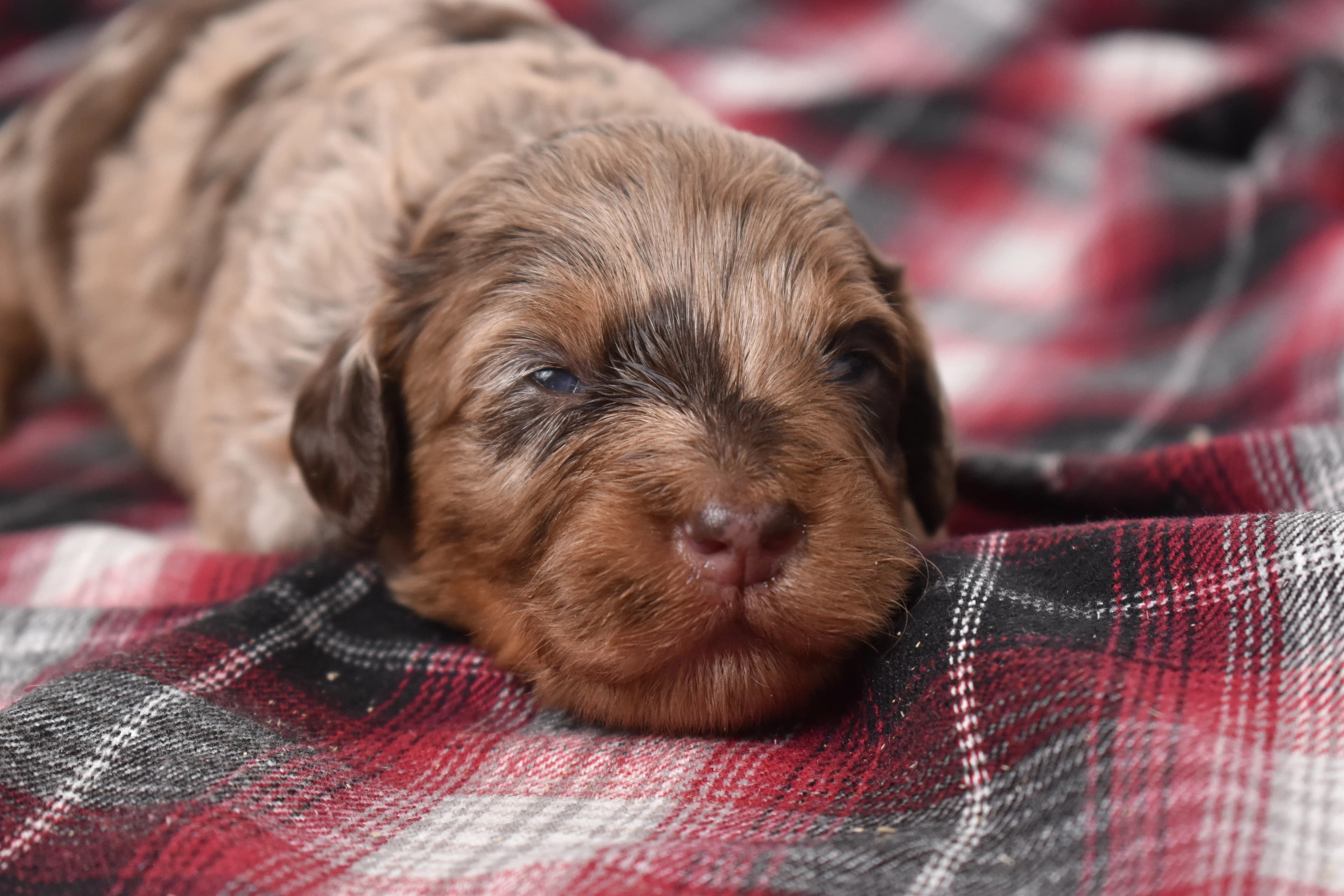 Mini Bernedoodle puppy