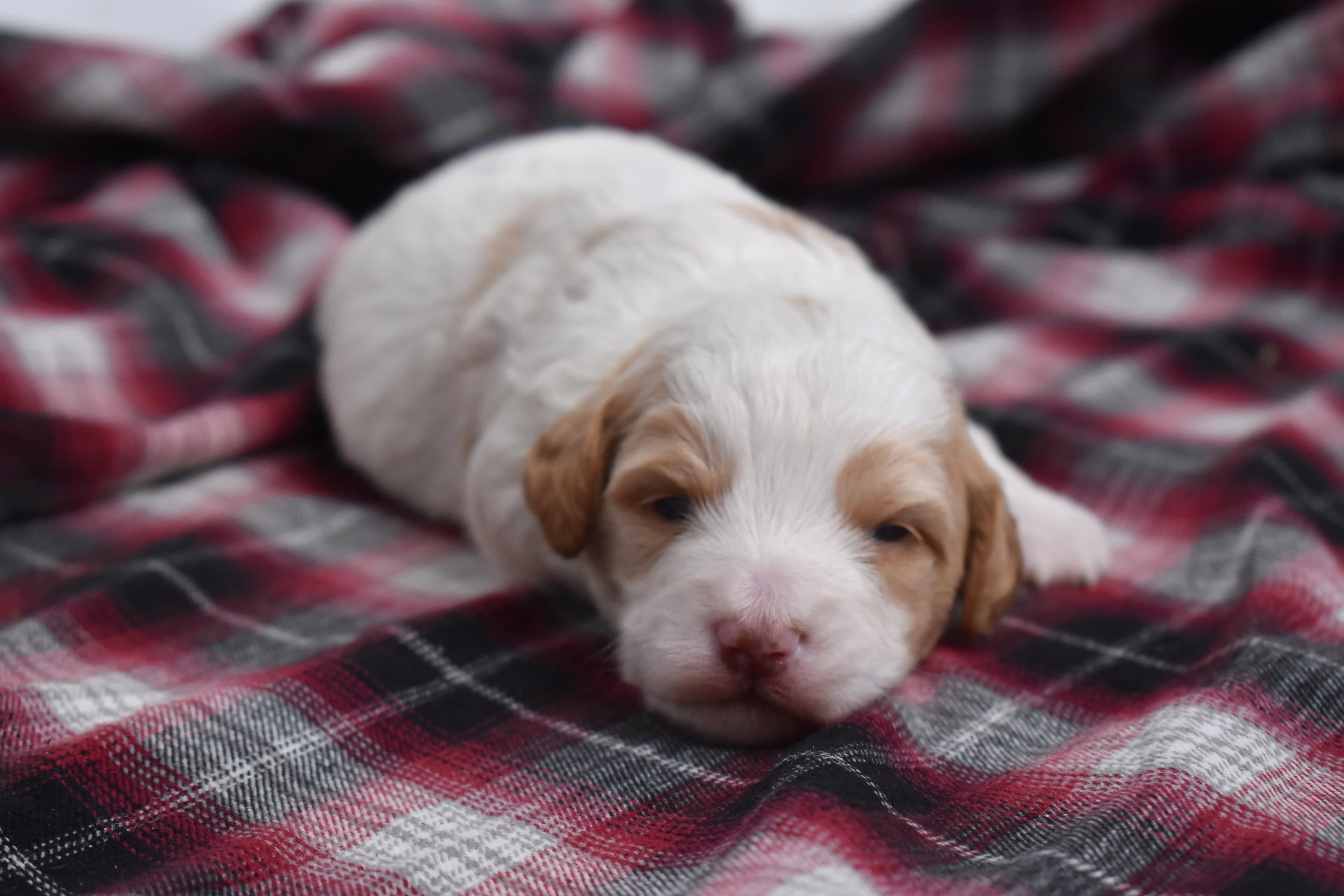 Mini Bernedoodle puppy