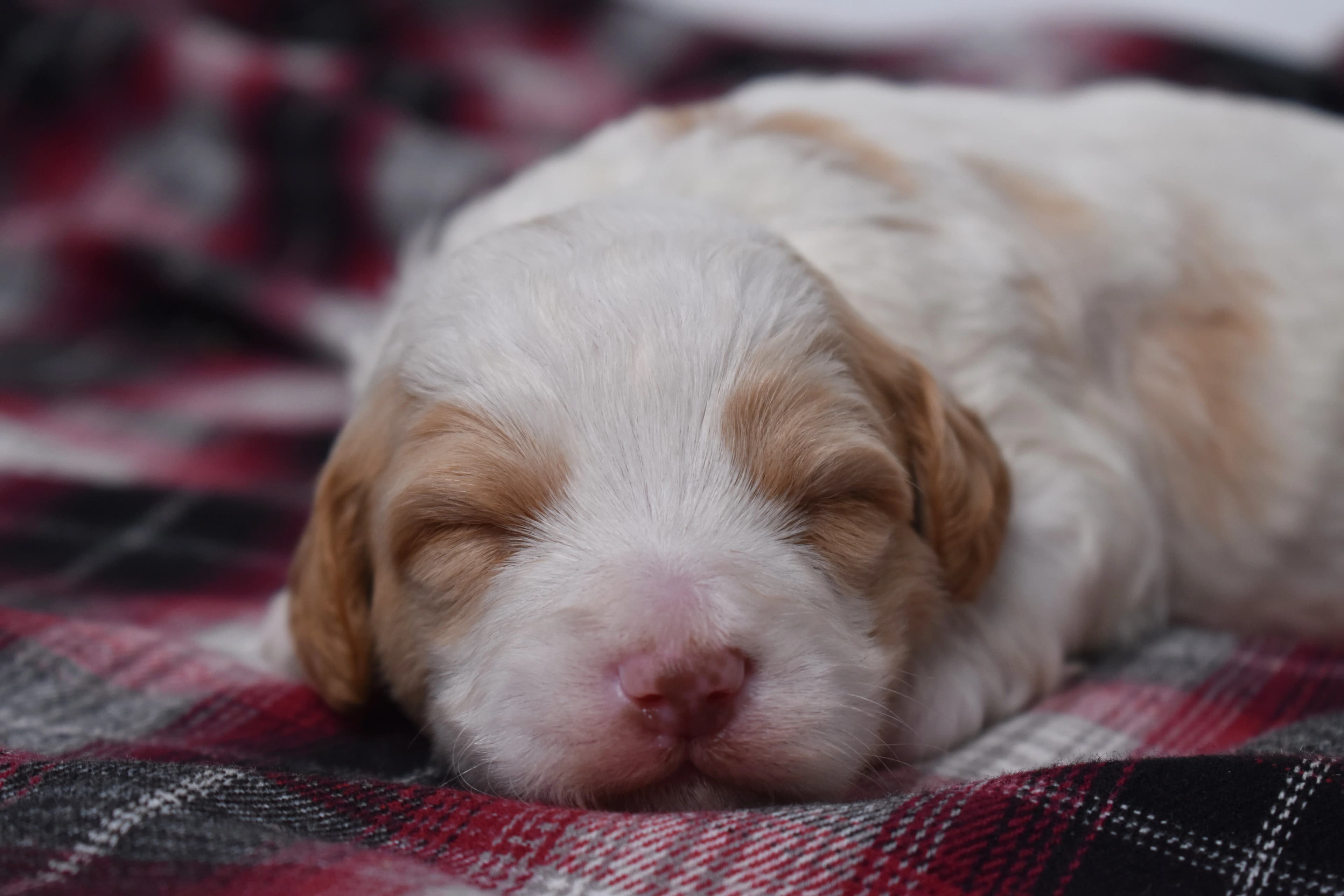 Marlow, Mini Bernedoodle puppy — photo 2