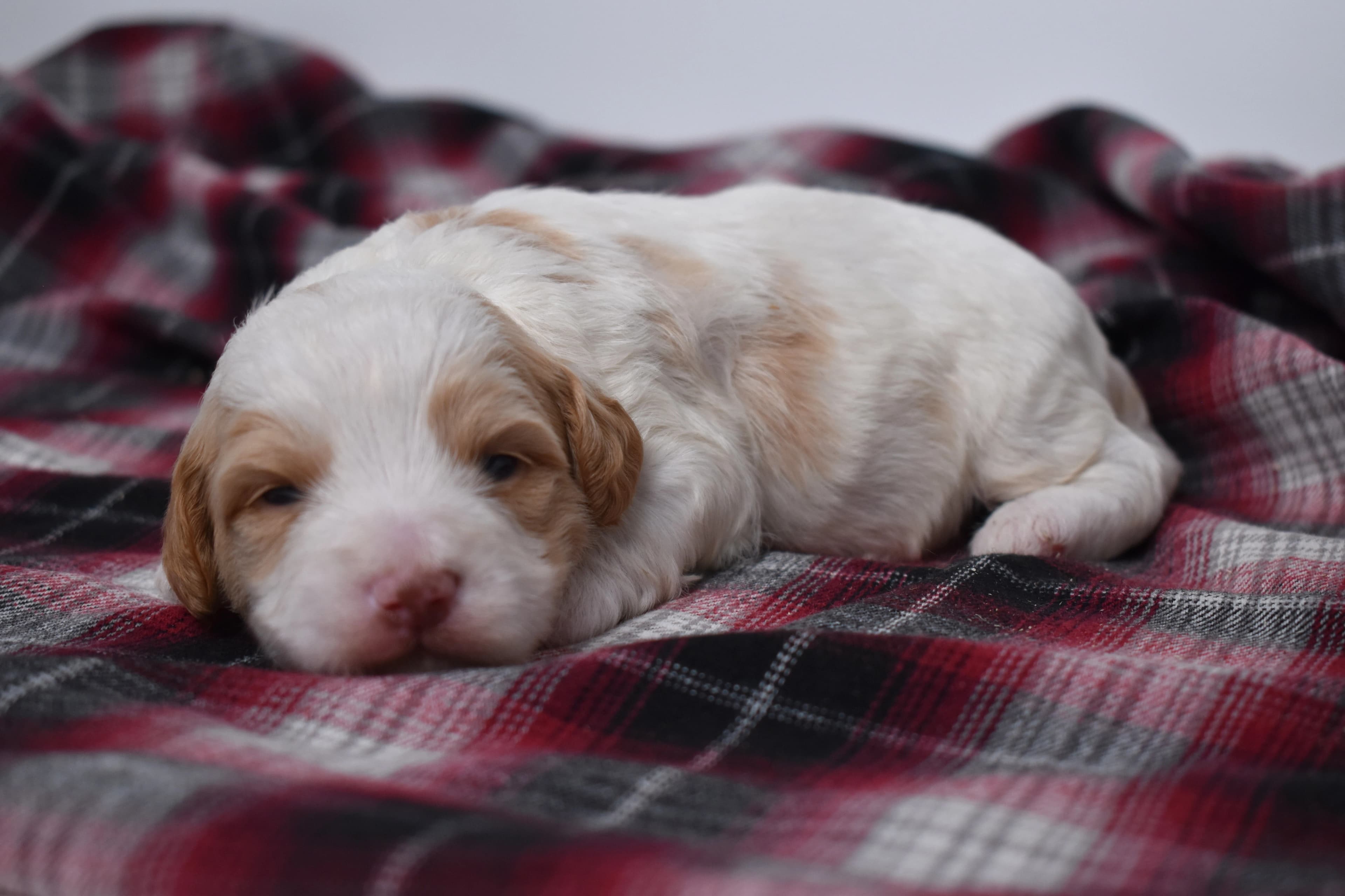 Marlow, Mini Bernedoodle puppy — photo 3