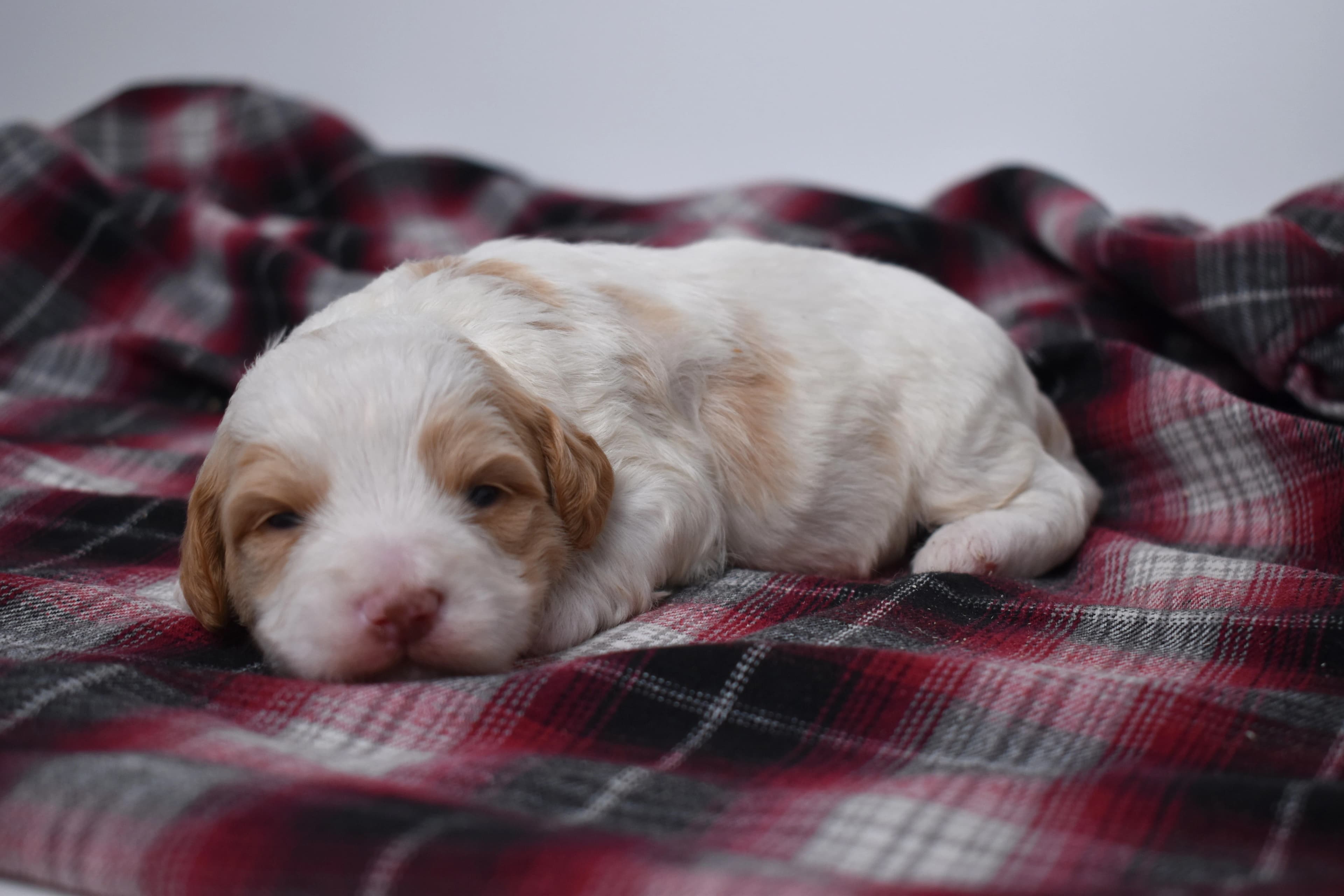 Marlow, Mini Bernedoodle puppy — photo 4