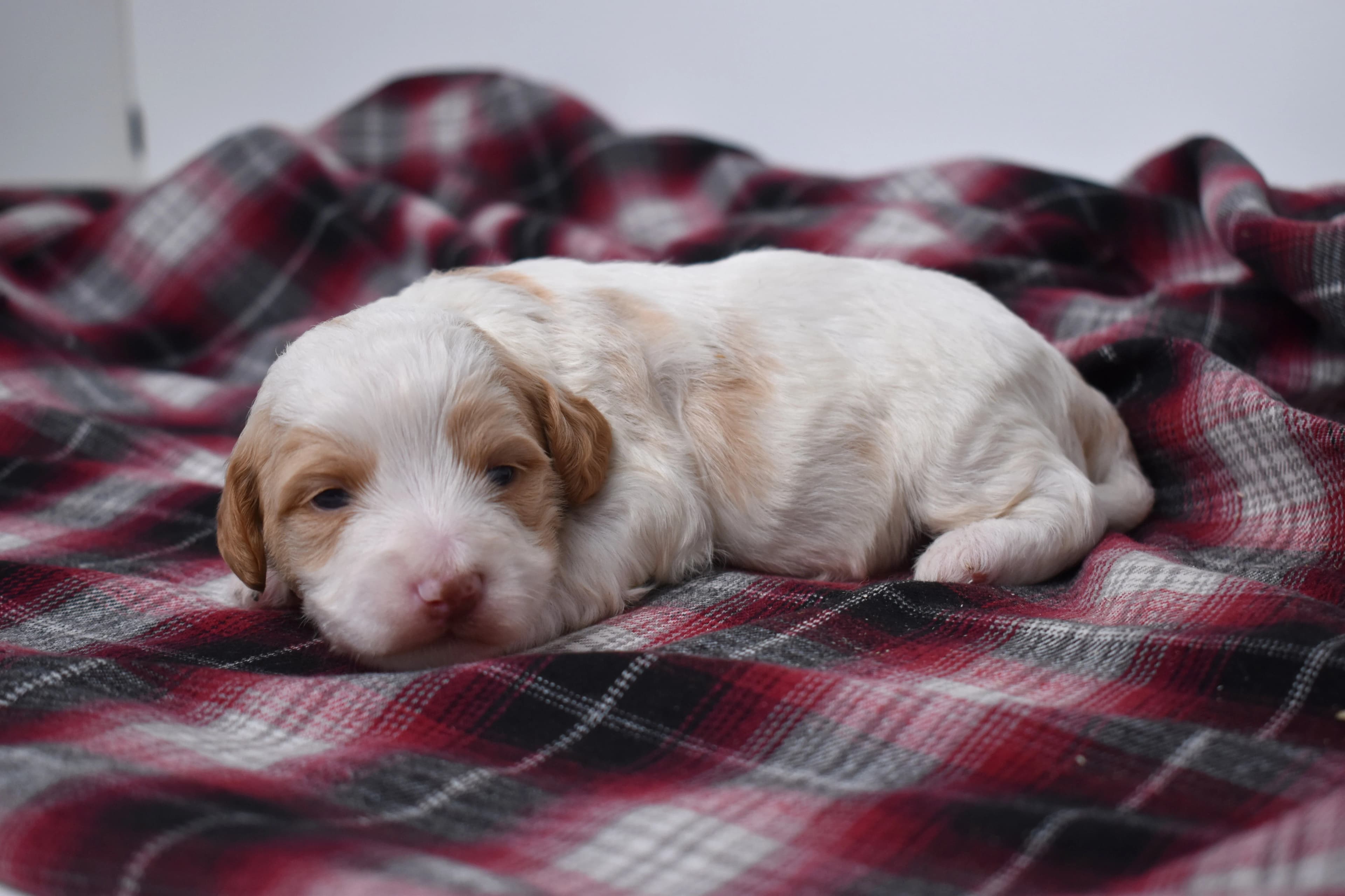 Marlow, Mini Bernedoodle puppy — photo 5
