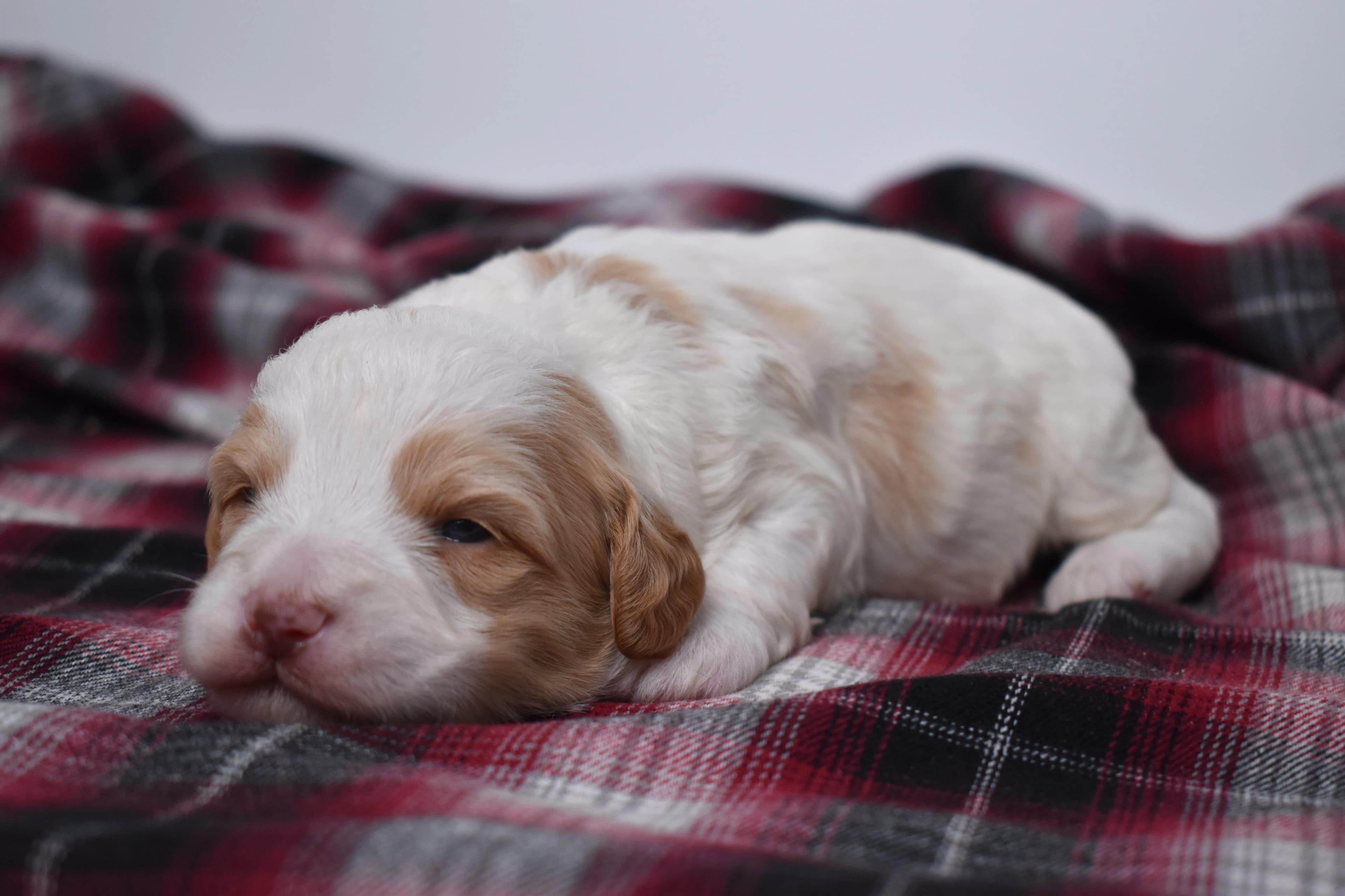 Marlow, Mini Bernedoodle puppy — photo 6