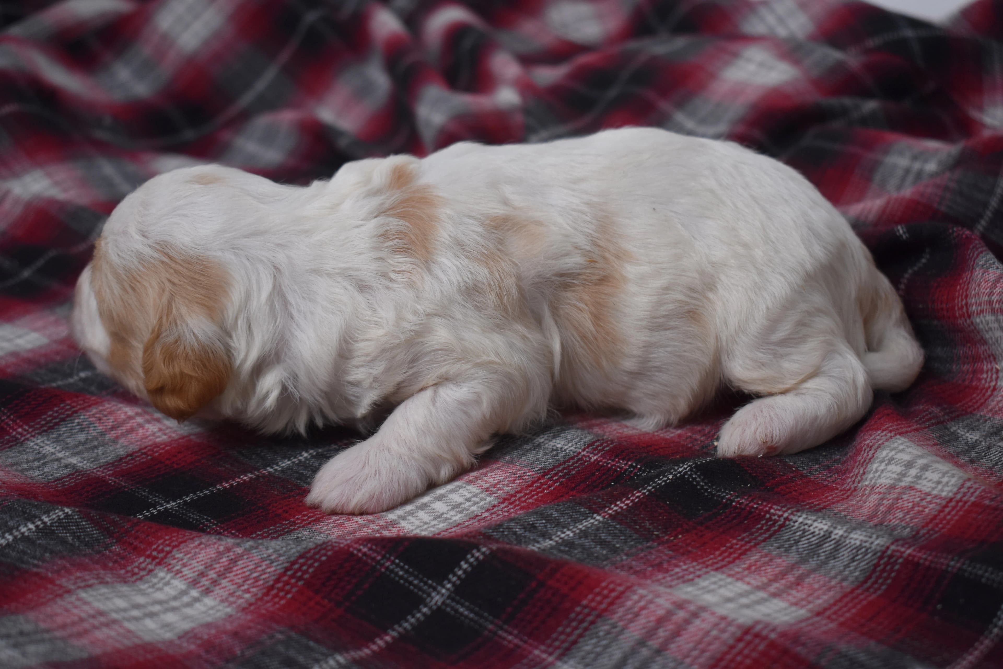 Marlow, Mini Bernedoodle puppy — photo 7