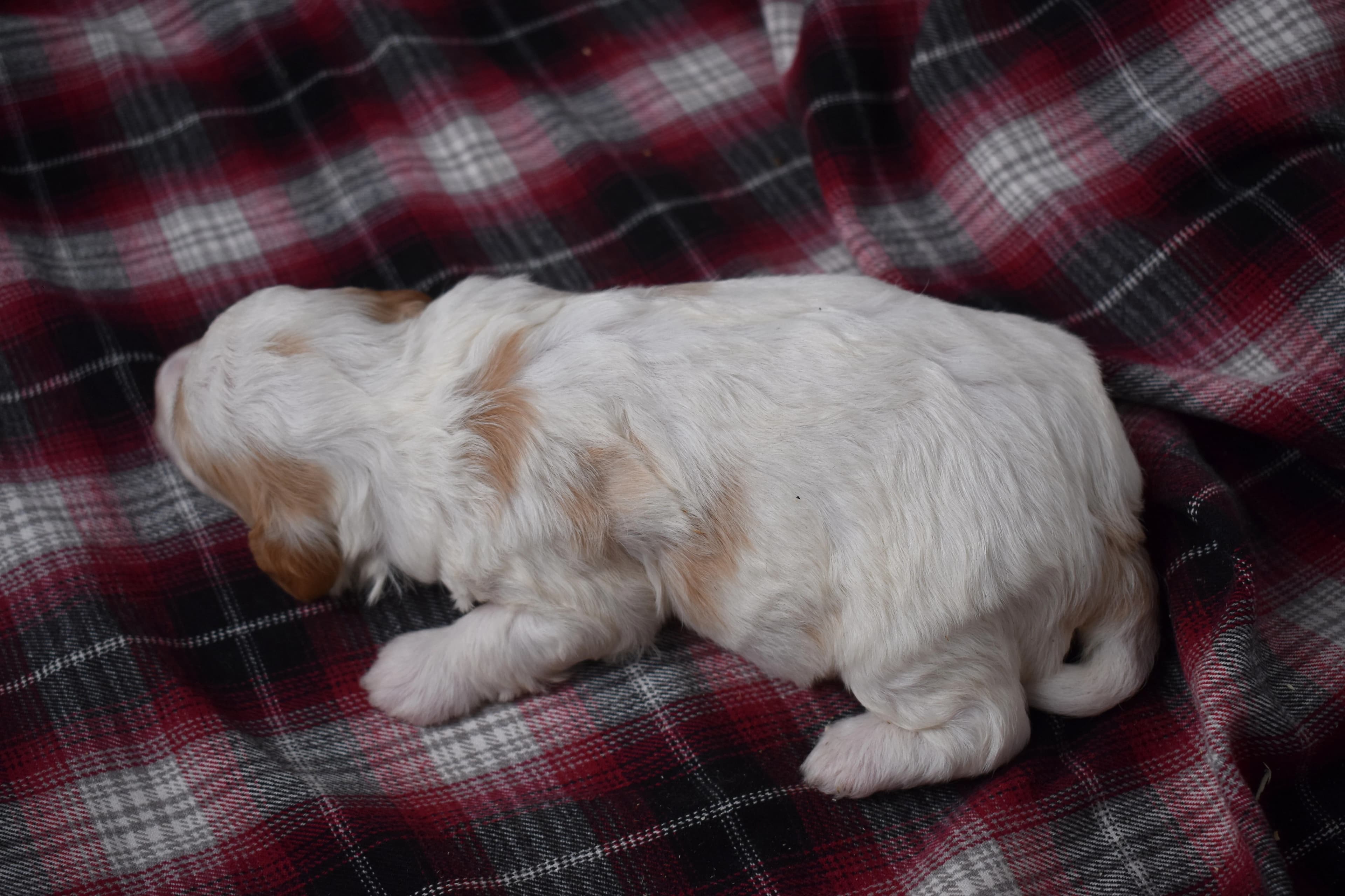Marlow, Mini Bernedoodle puppy — photo 8