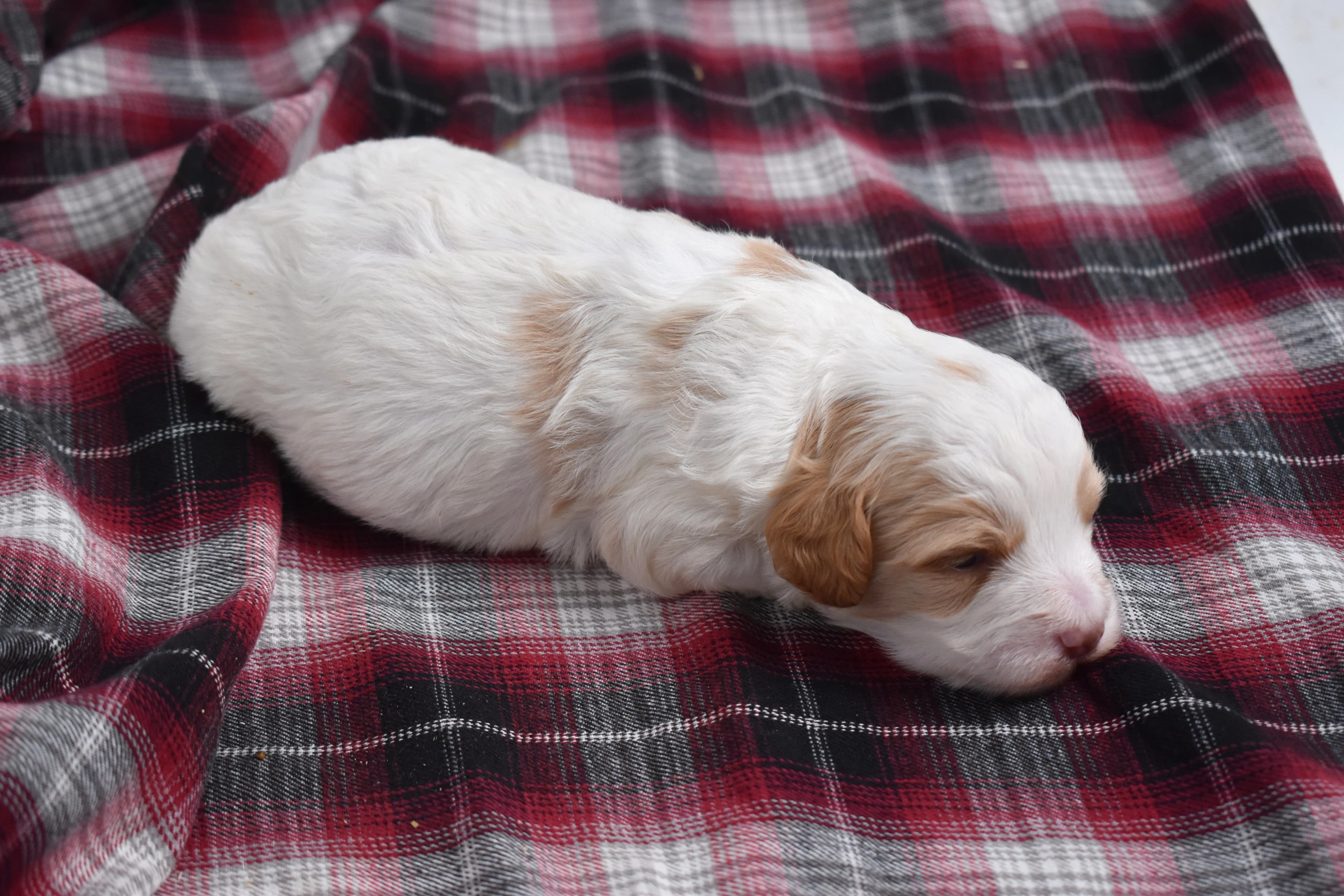 Marlow, Mini Bernedoodle puppy — photo 9