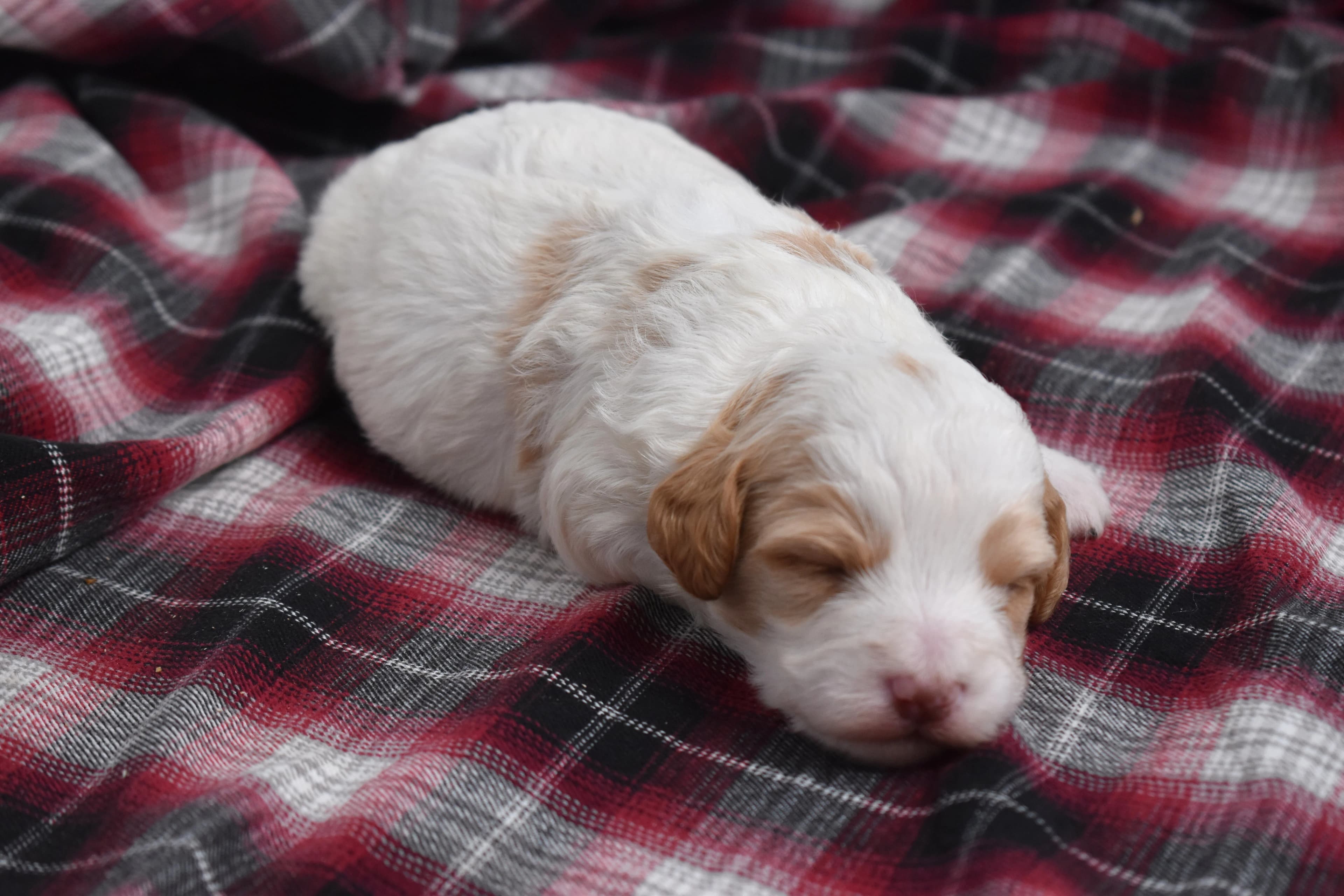 Marlow, Mini Bernedoodle puppy — photo 10