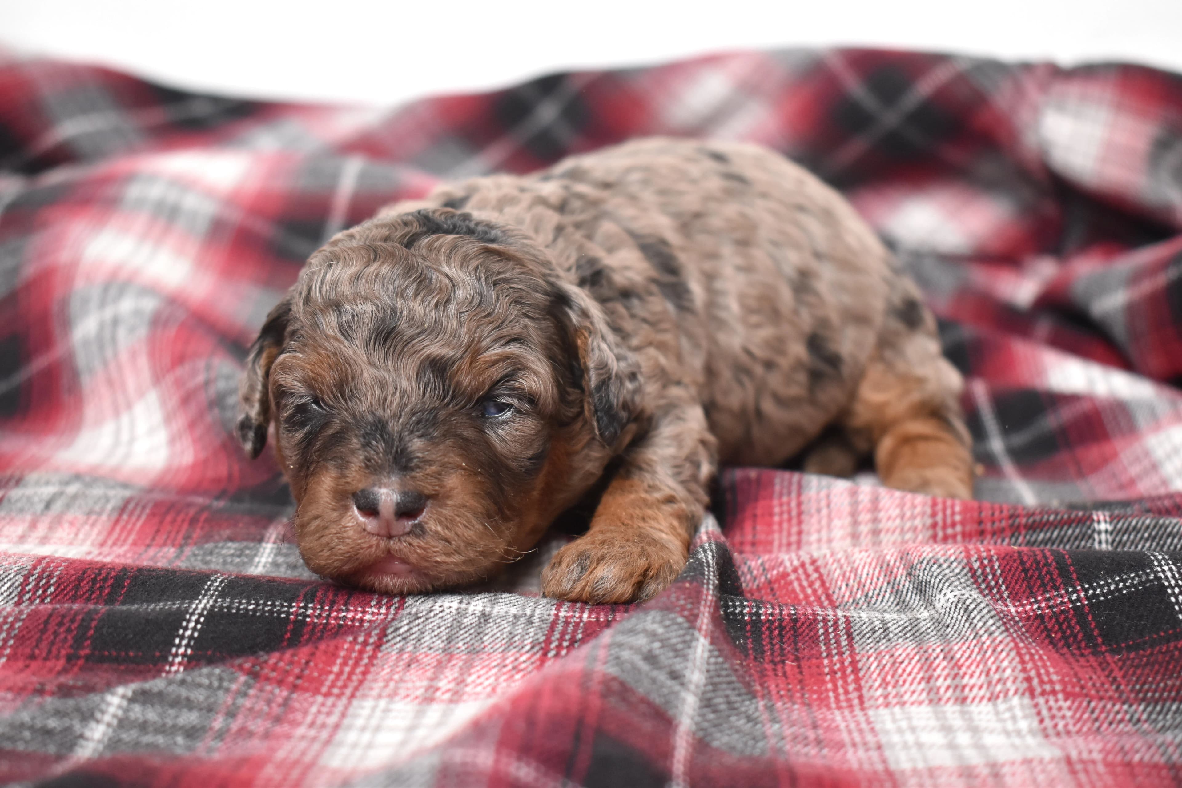 Marnie, Mini Bernedoodle puppy — photo 2
