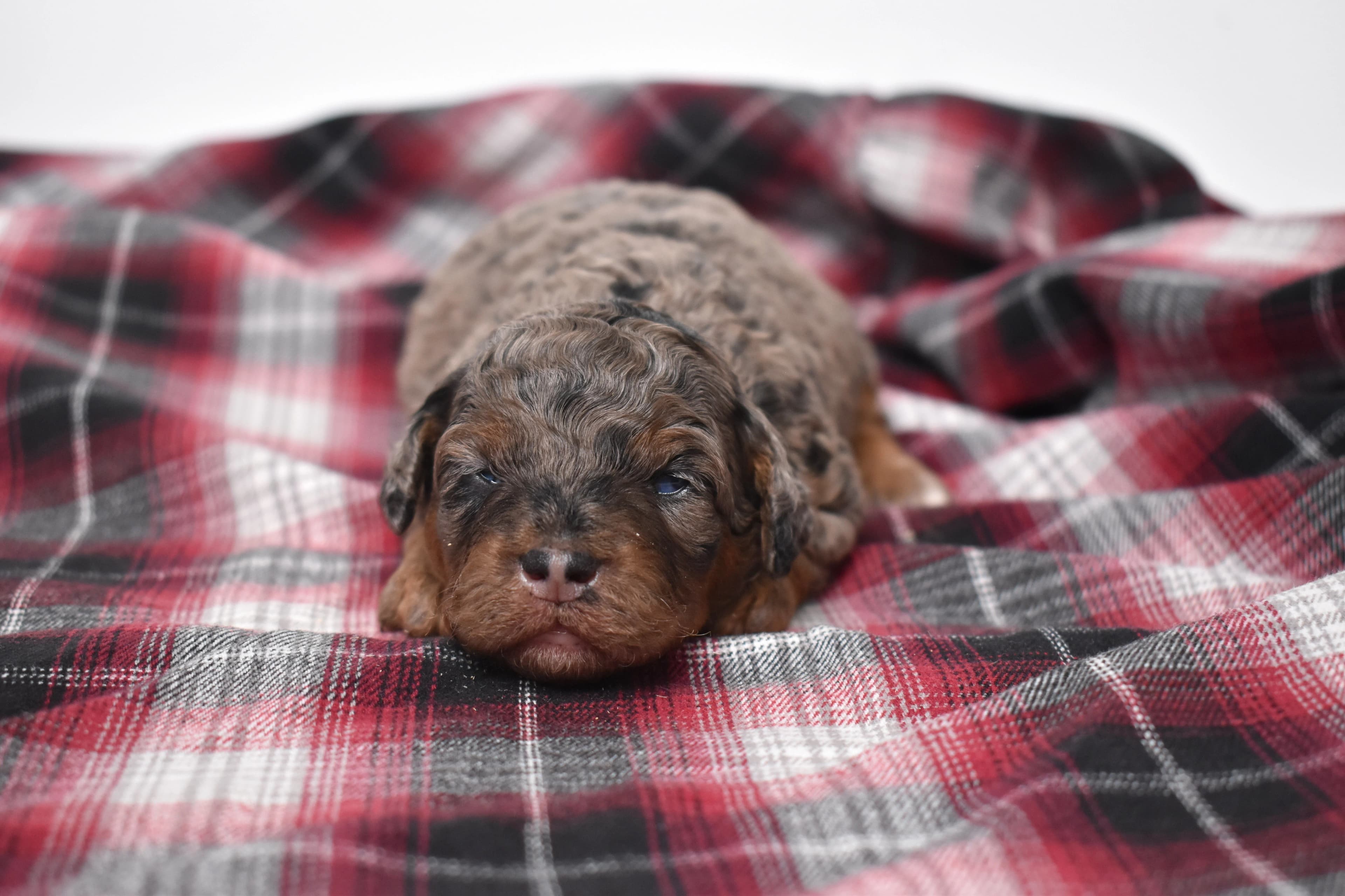 Marnie, Mini Bernedoodle puppy — photo 3