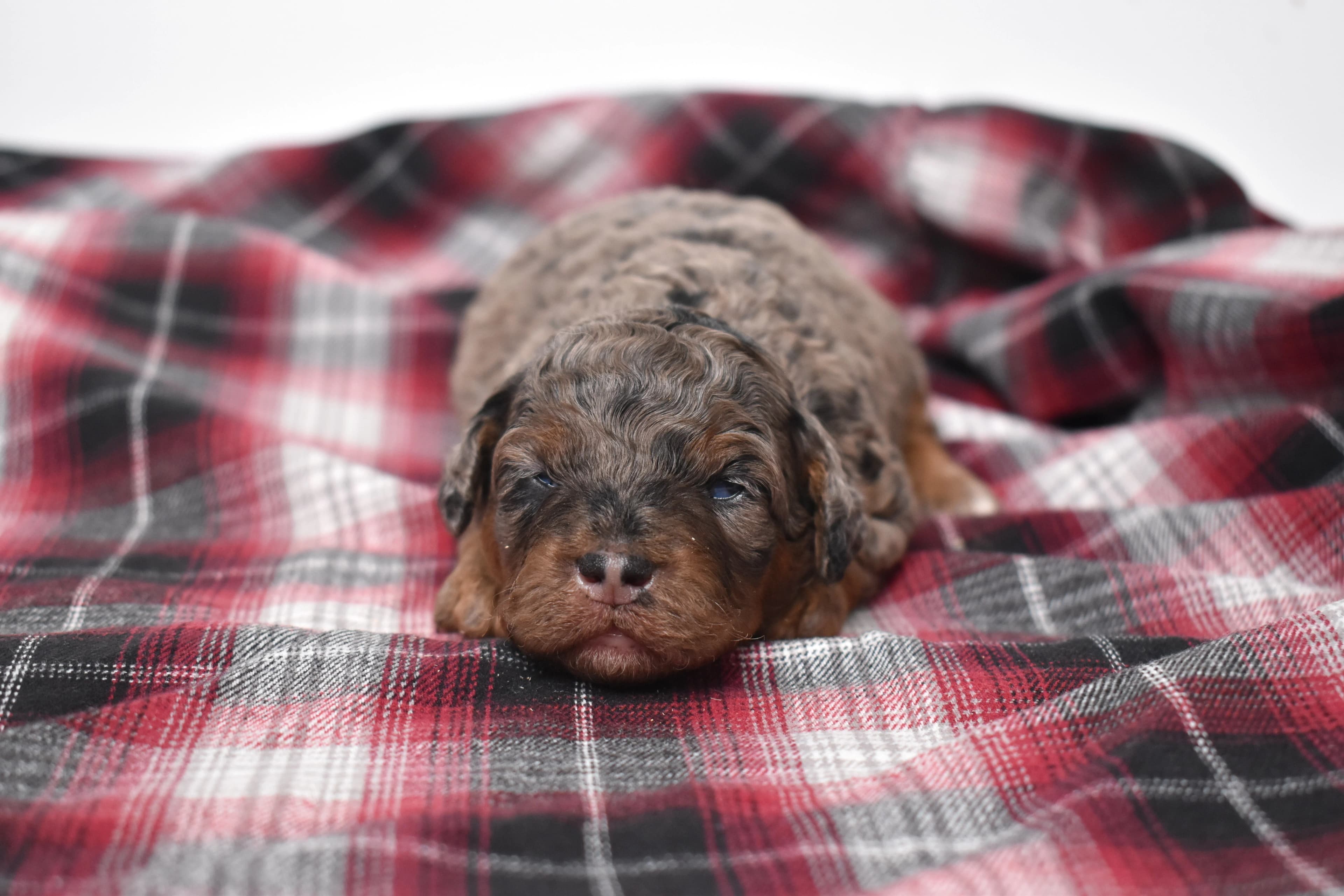Marnie, Mini Bernedoodle puppy — photo 4