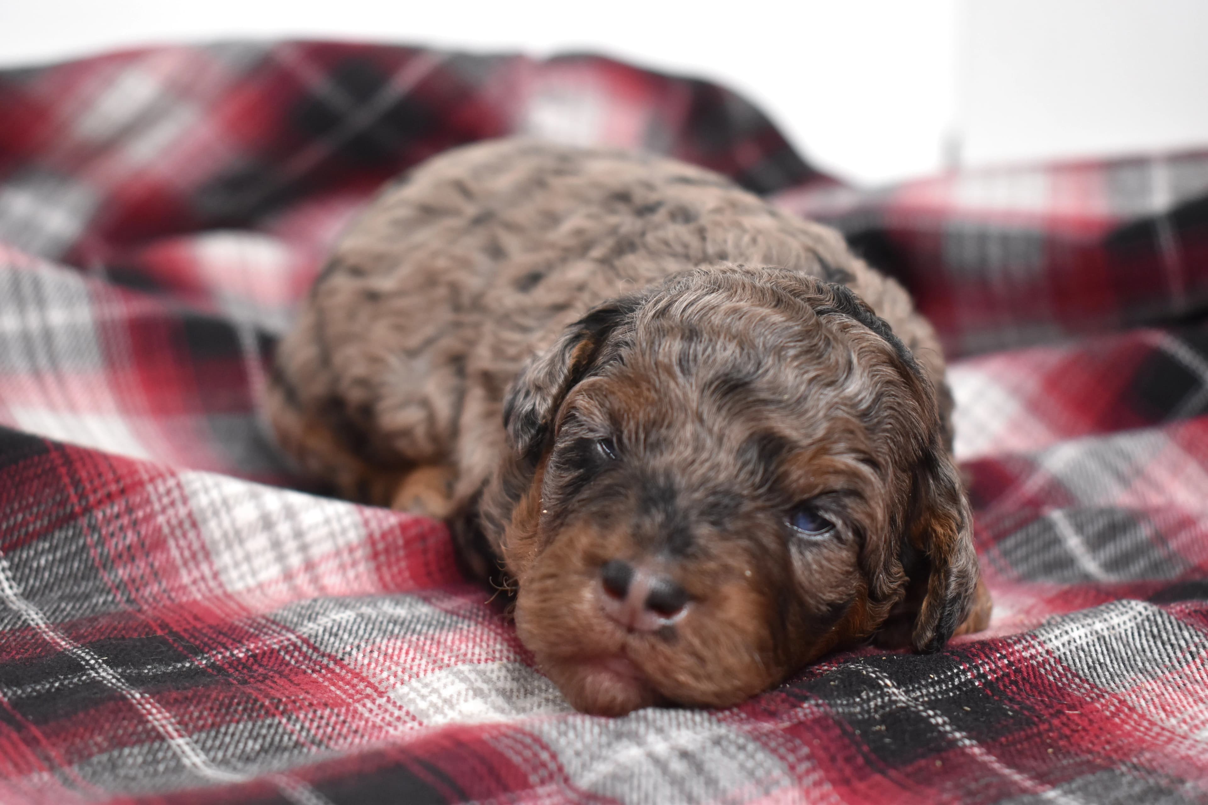 Marnie, Mini Bernedoodle puppy — photo 5