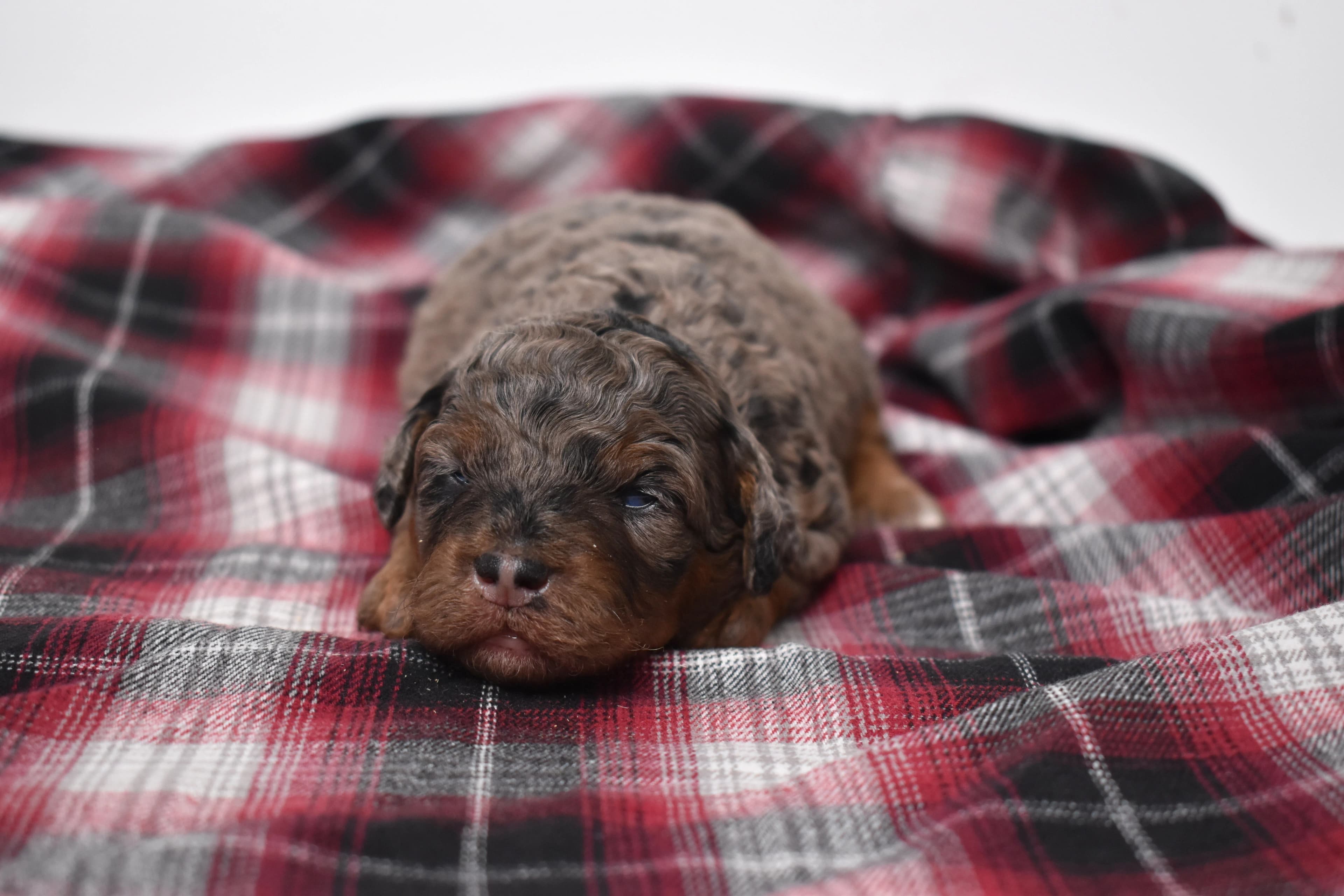 Marnie, Mini Bernedoodle puppy — photo 6