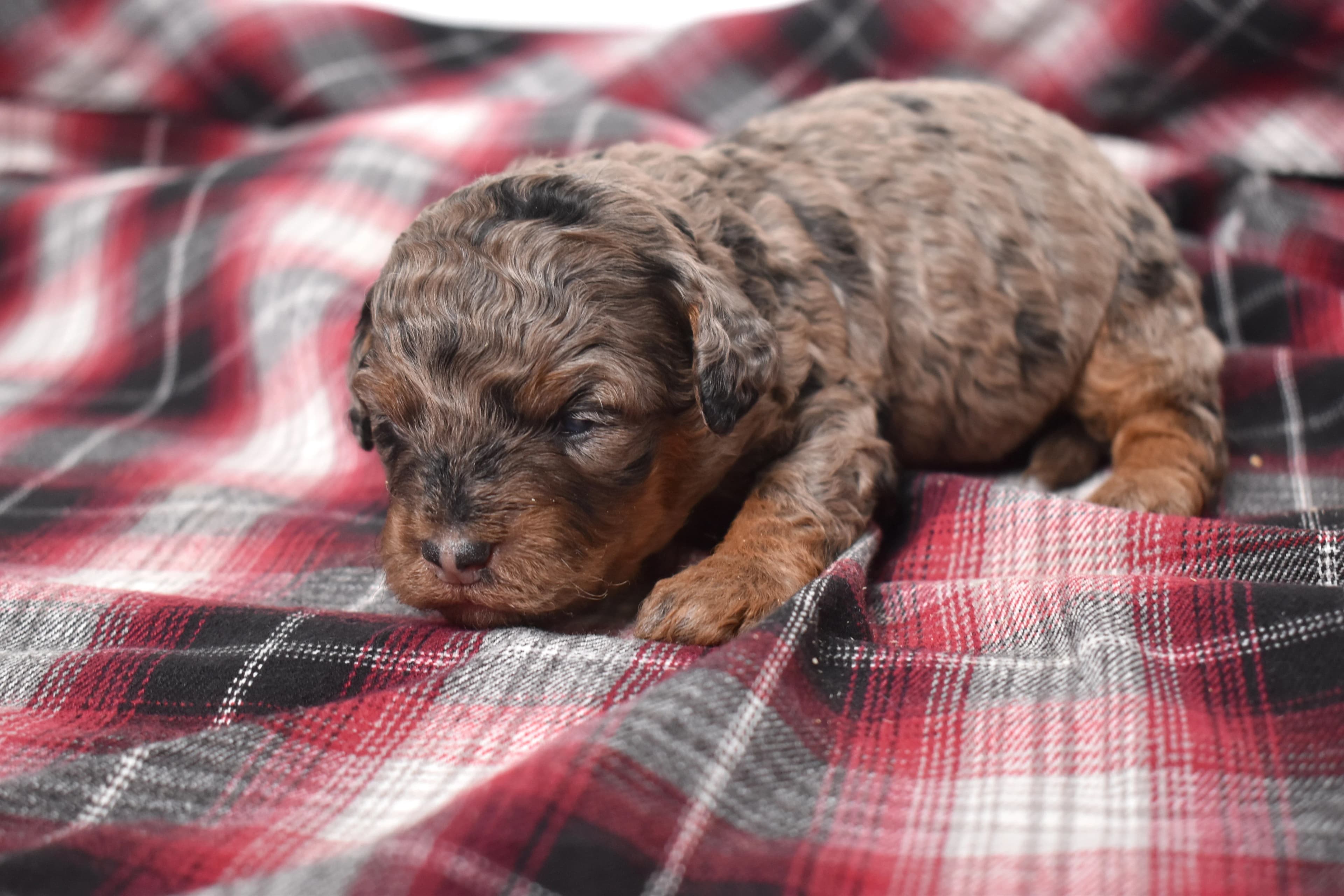 Marnie, Mini Bernedoodle puppy — photo 7