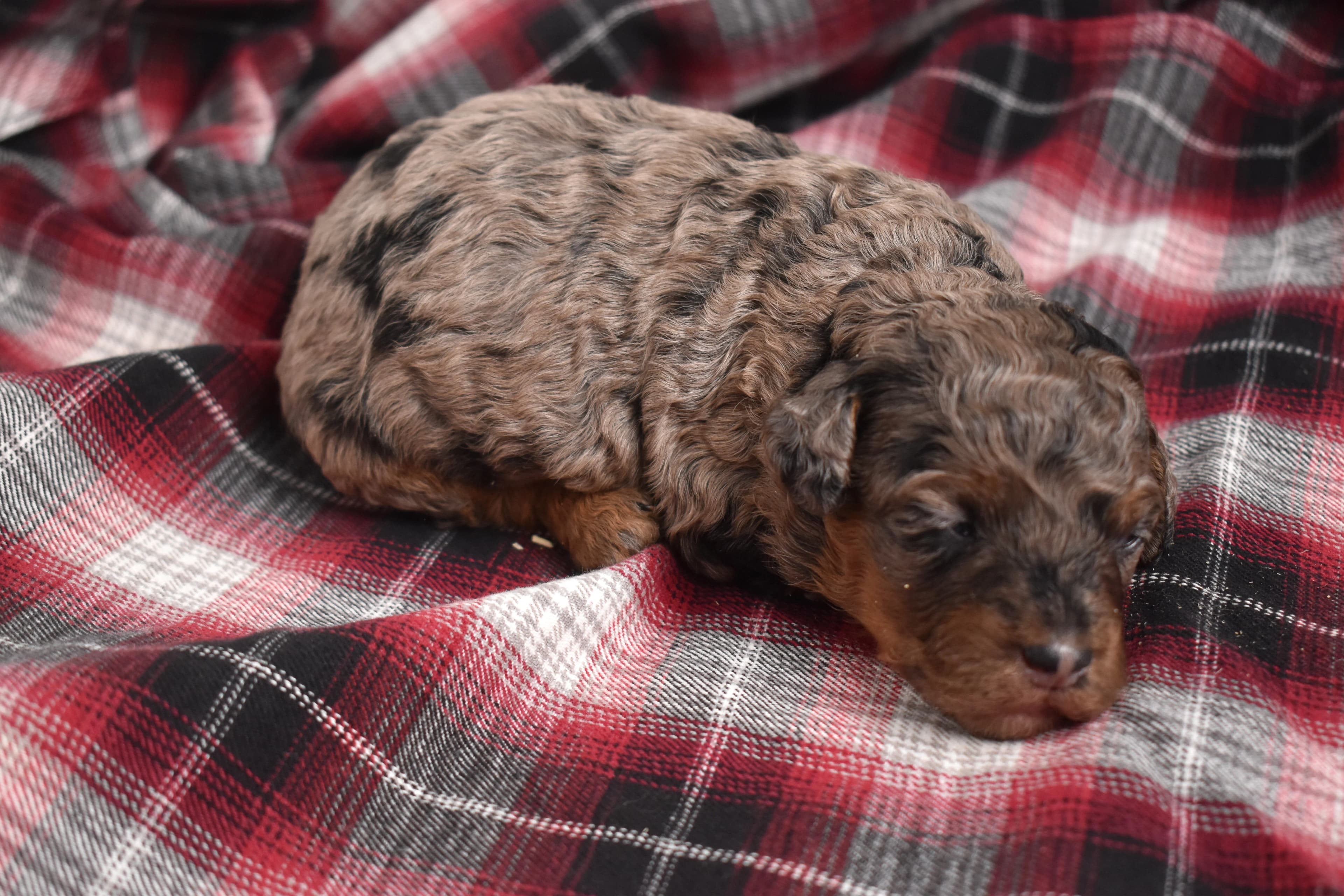 Marnie, Mini Bernedoodle puppy — photo 8