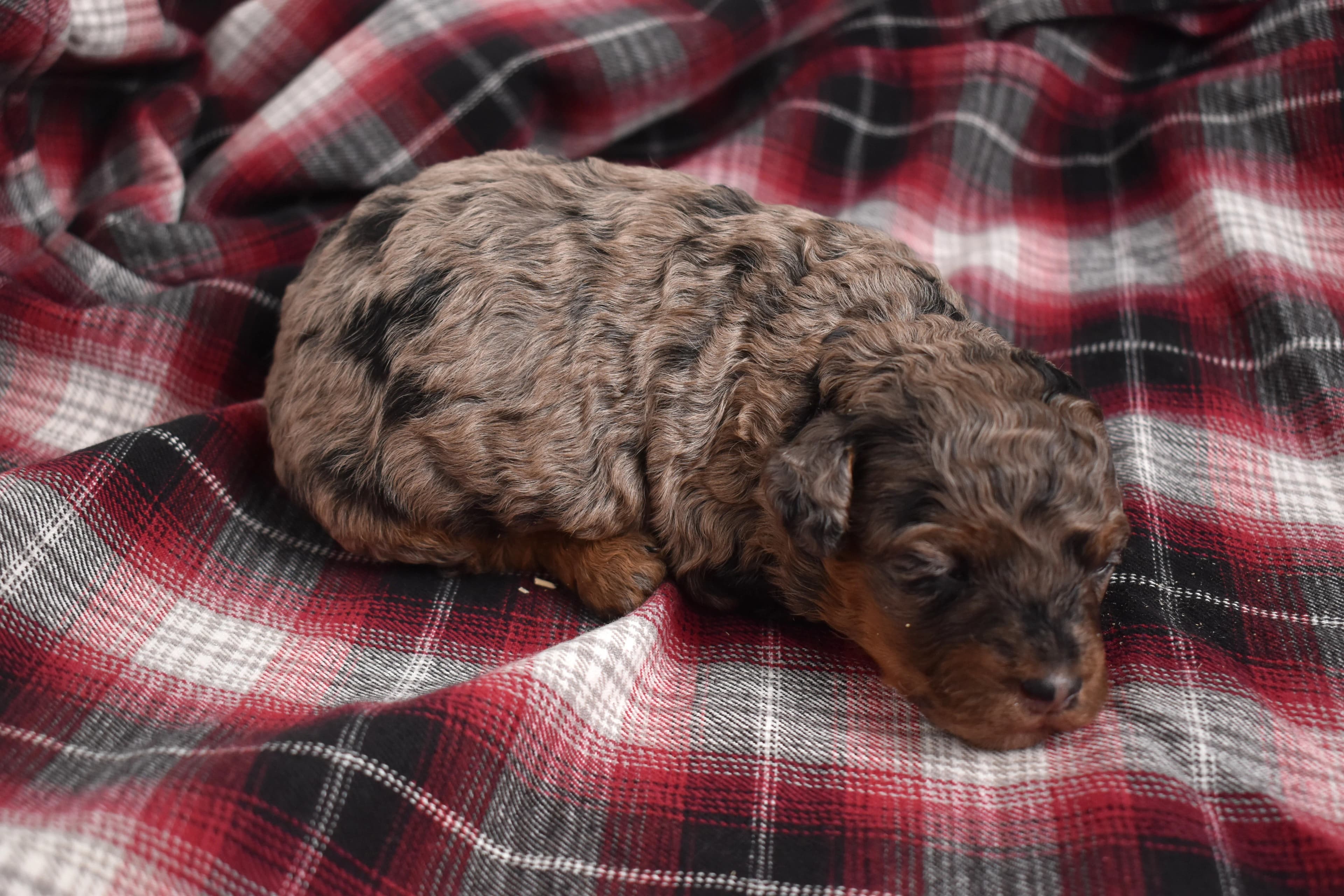Marnie, Mini Bernedoodle puppy — photo 9